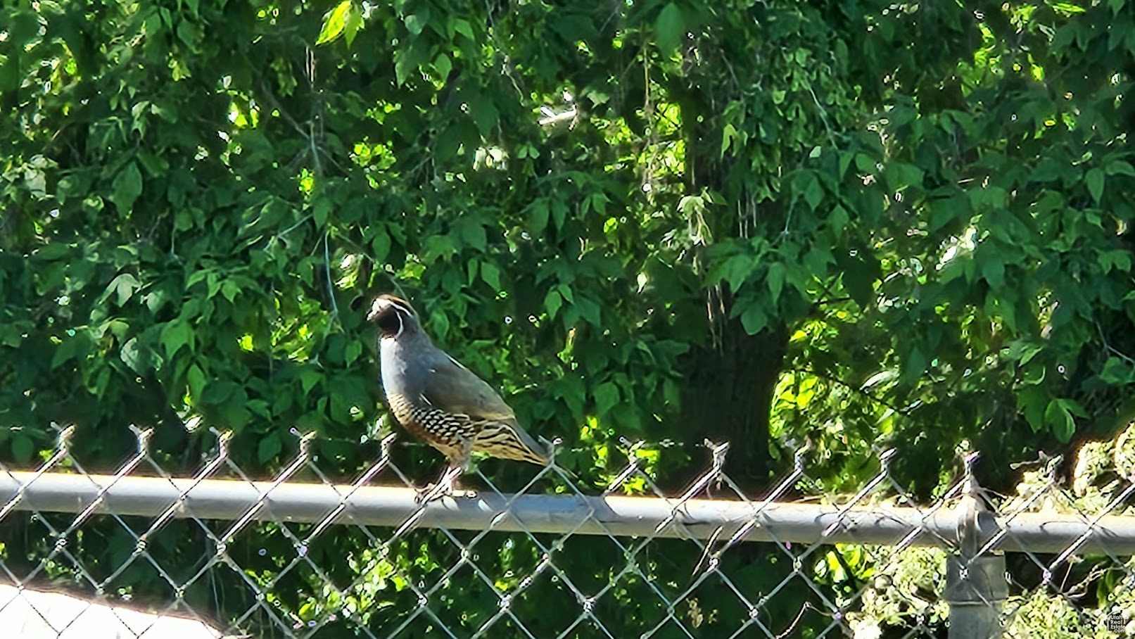 EAST LAYTON HILLS - Residential