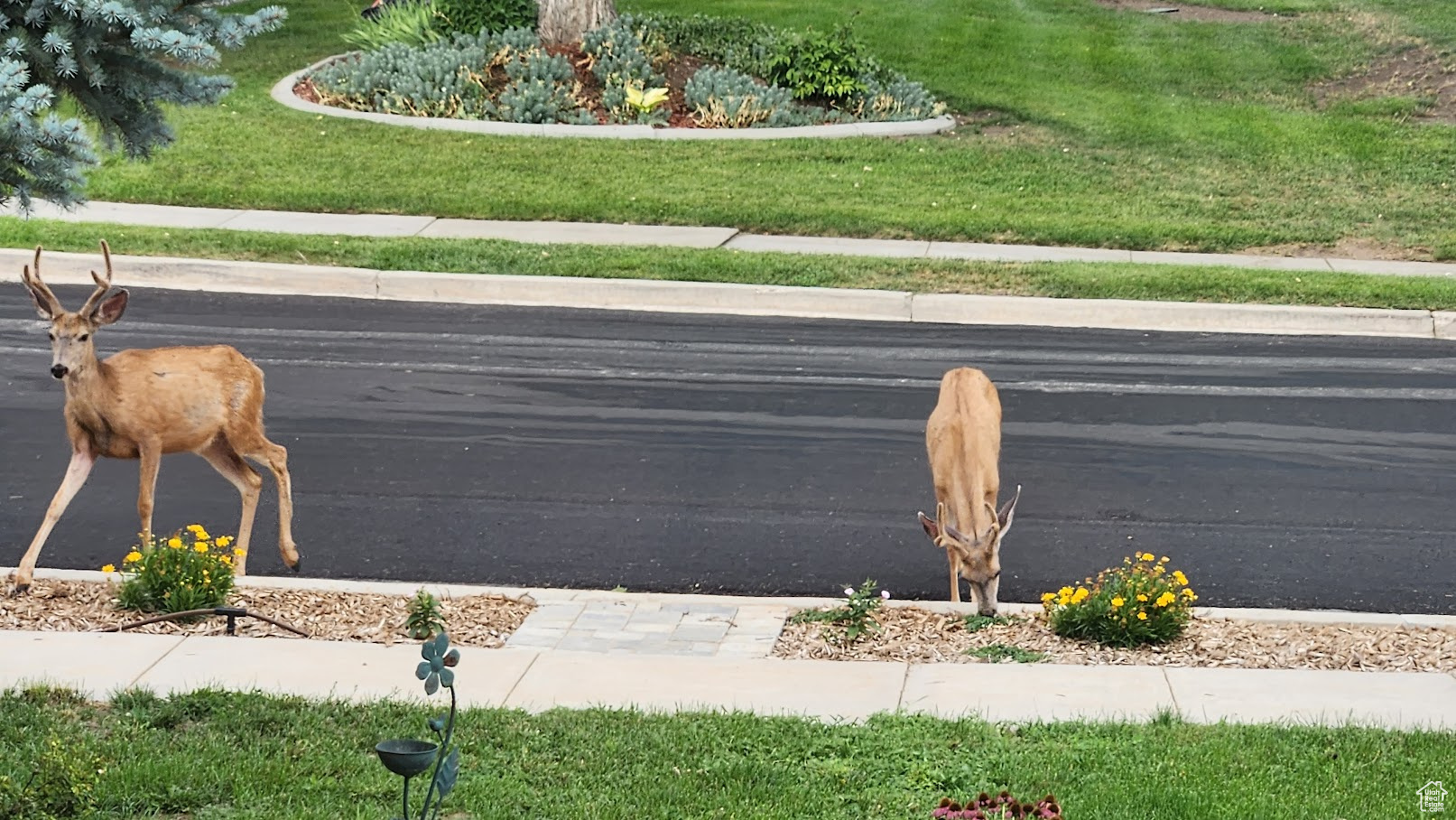 EAST LAYTON HILLS - Residential