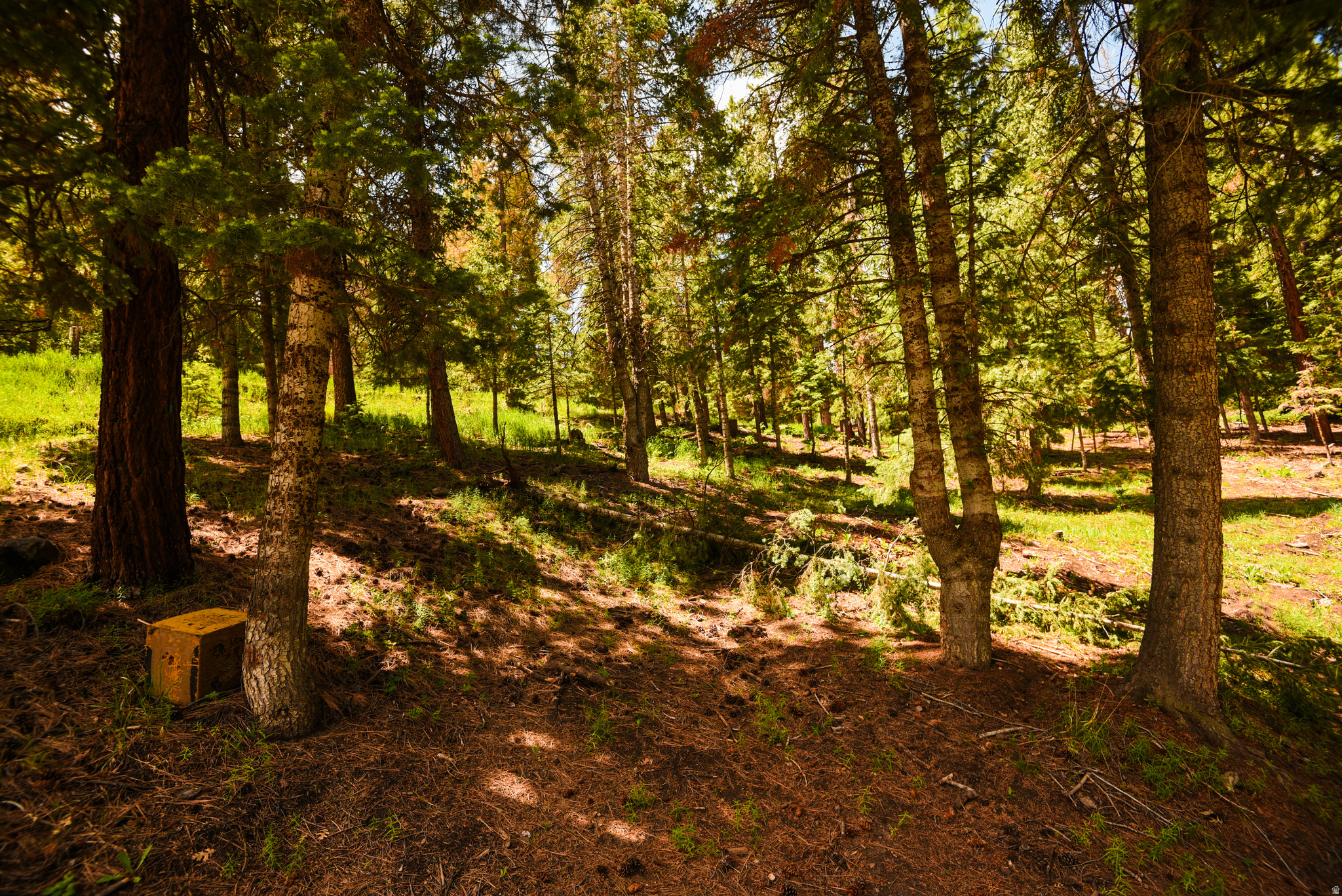 WHISPERING PINES - Land