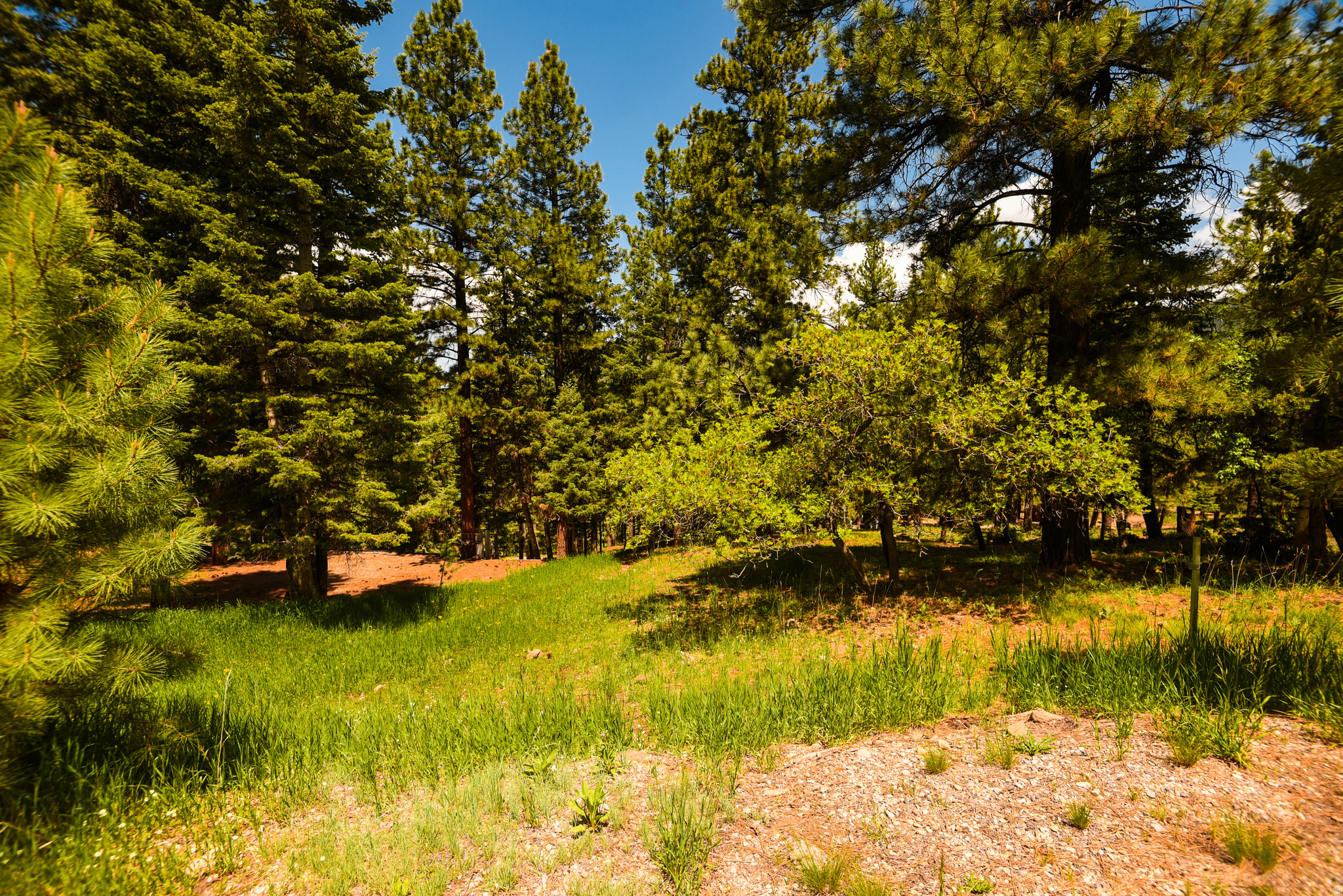 WHISPERING PINES - Land