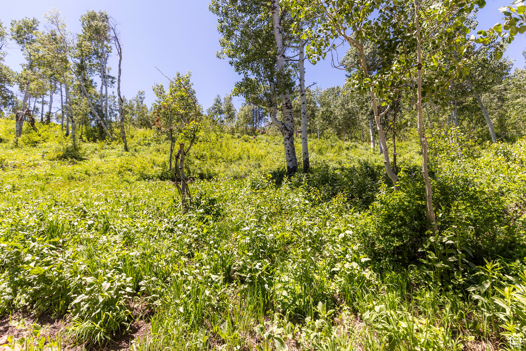 1688 Pine Loop Rd, Coalville, Utah image 7