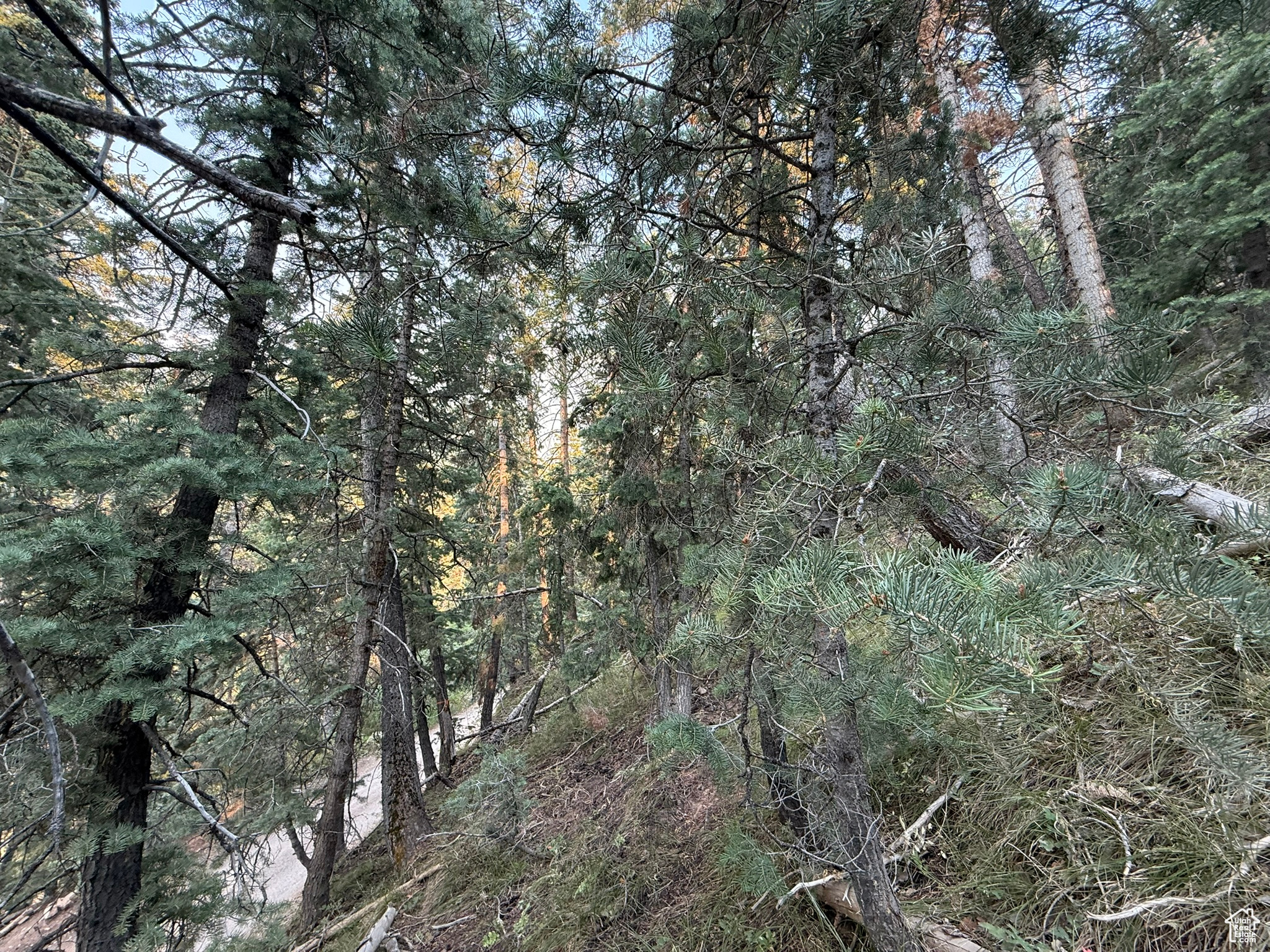 PINE CREEK RANCH - Land