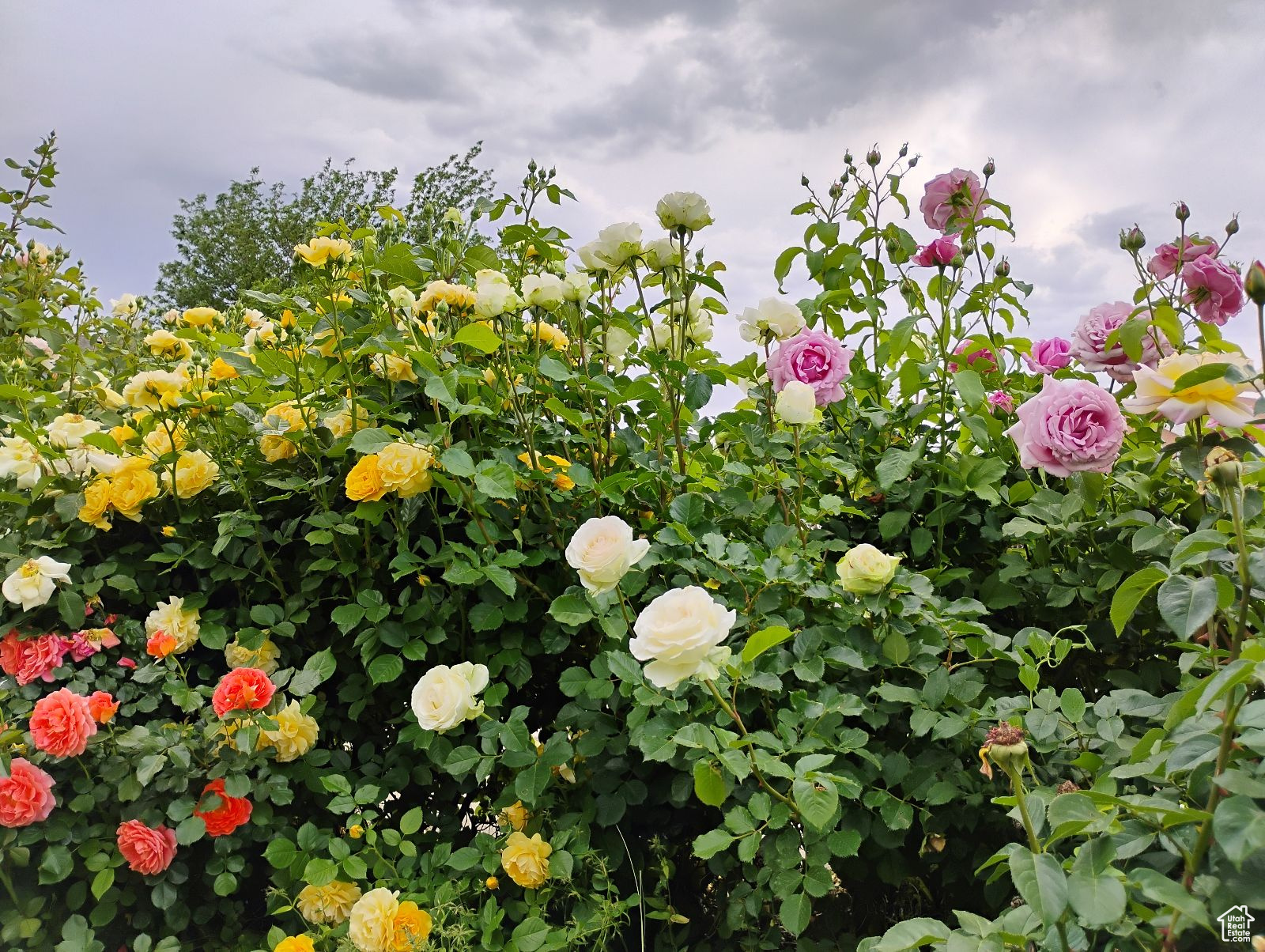 CANYON VIEW HEIGHTS - Residential