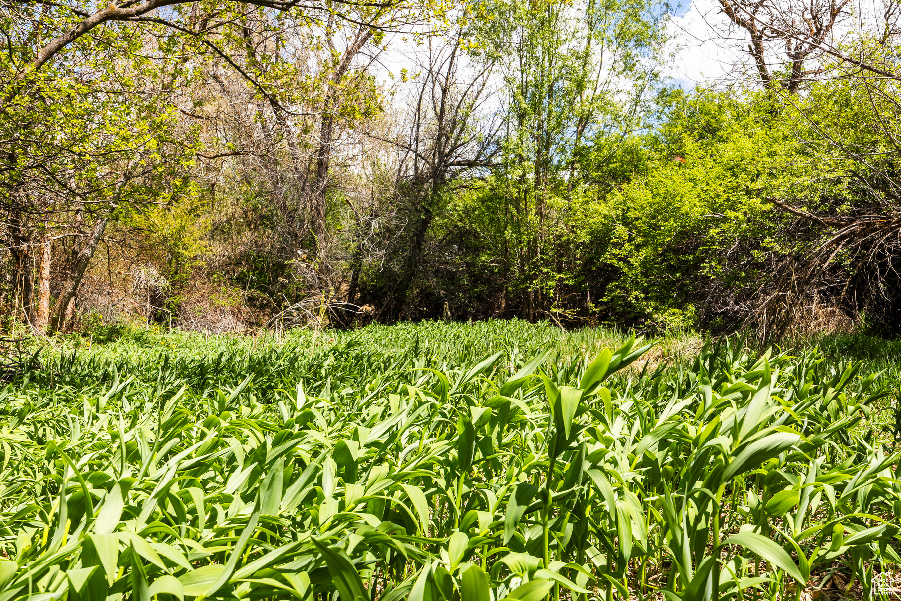 SLEEPY HOLLOW - Land