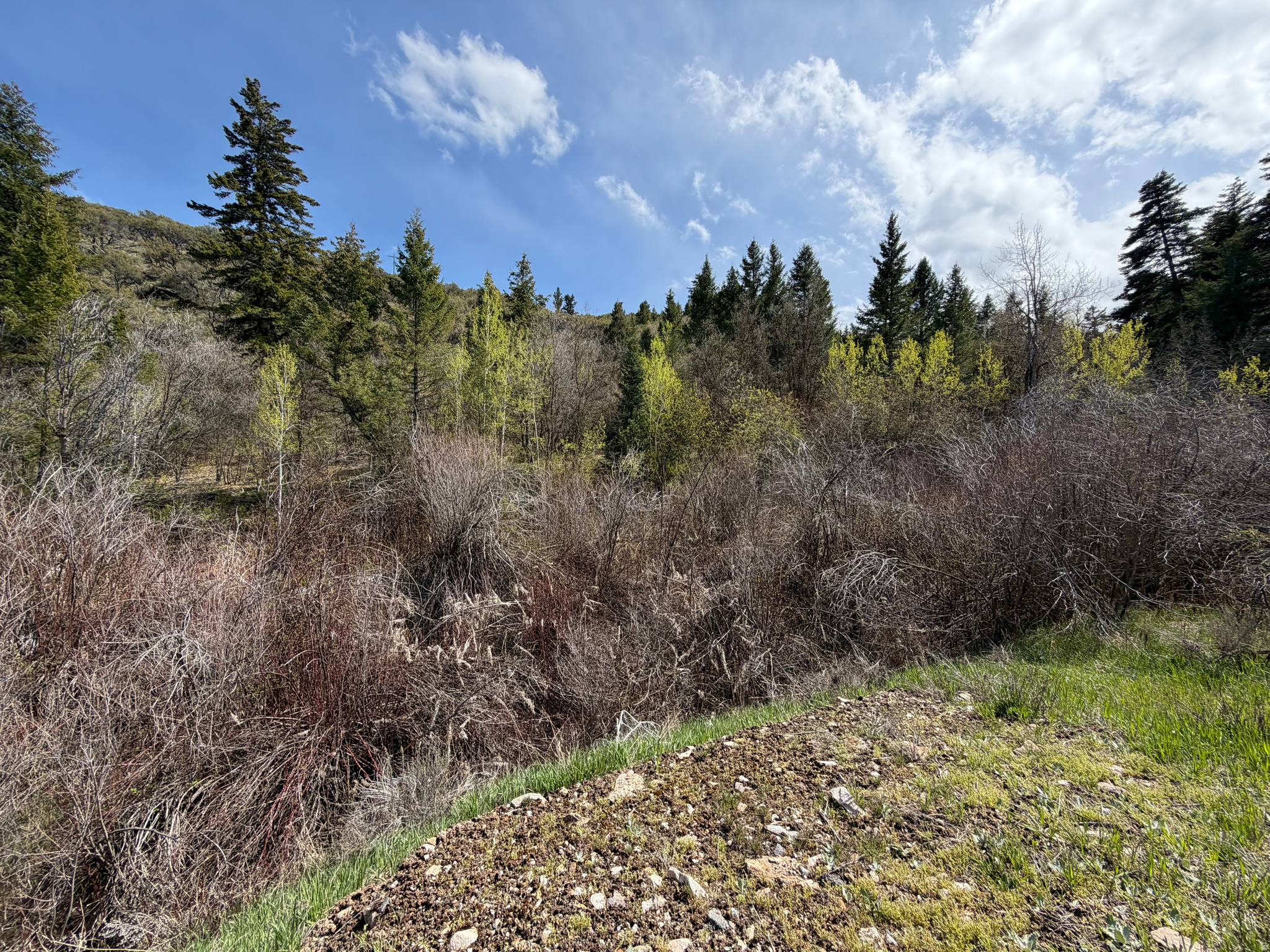 SWAN CREEK SPRING SUB - Land