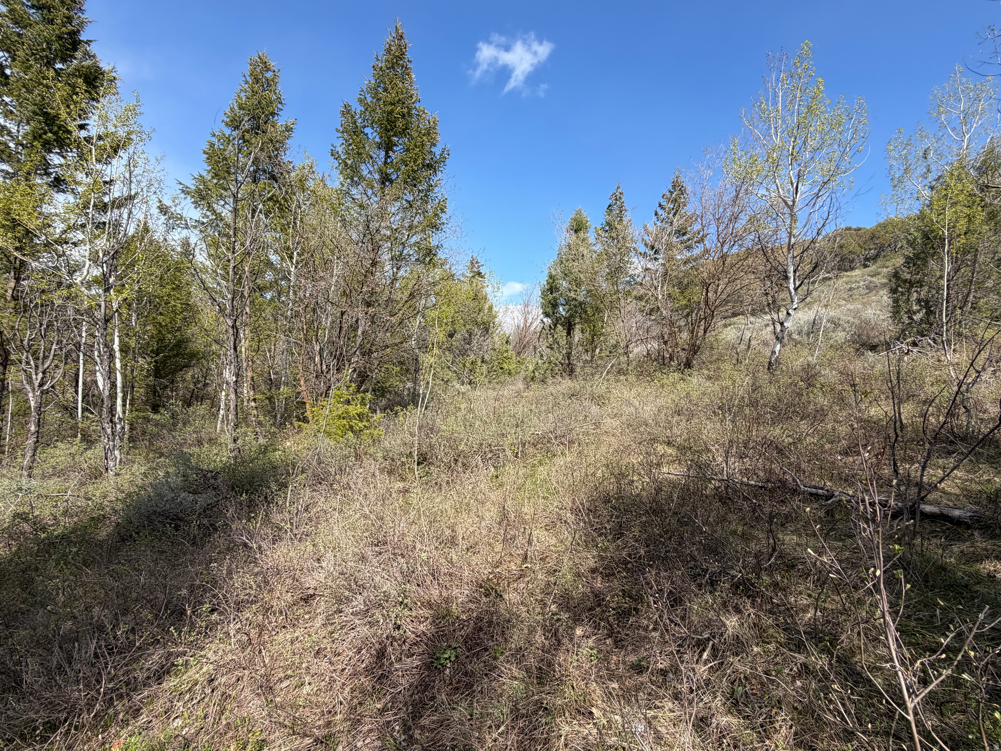 SWAN CREEK SPRING SUB - Land