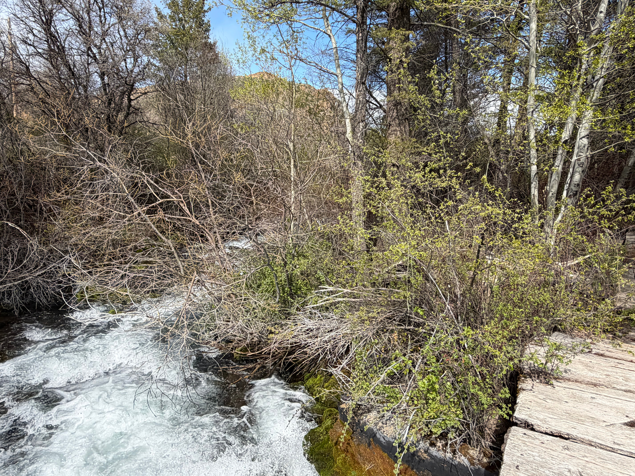 SWAN CREEK SPRING SUB - Land