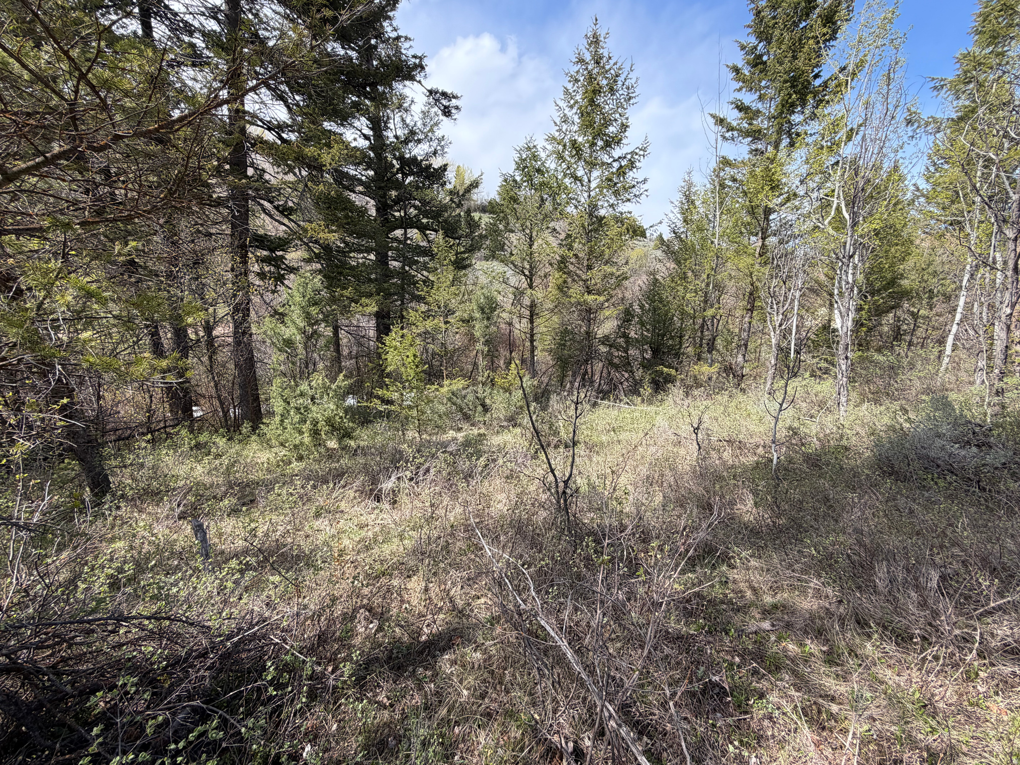 SWAN CREEK SPRING SUB - Land