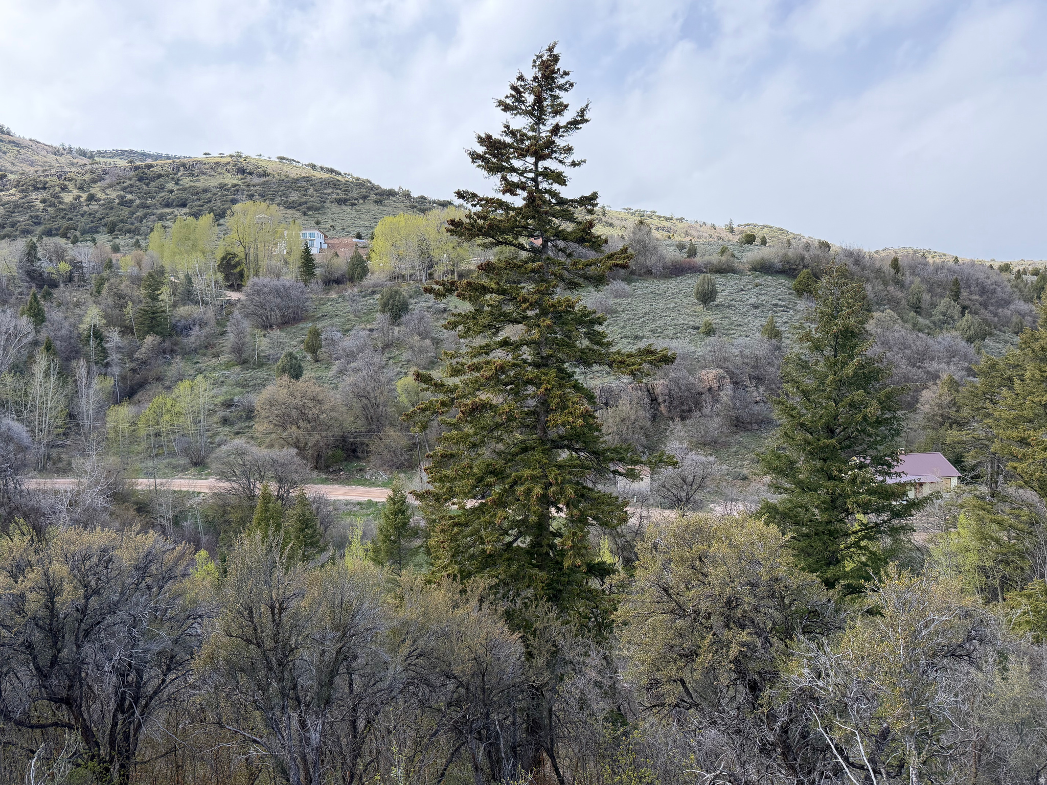 SWAN CREEK SPRING SUB - Land