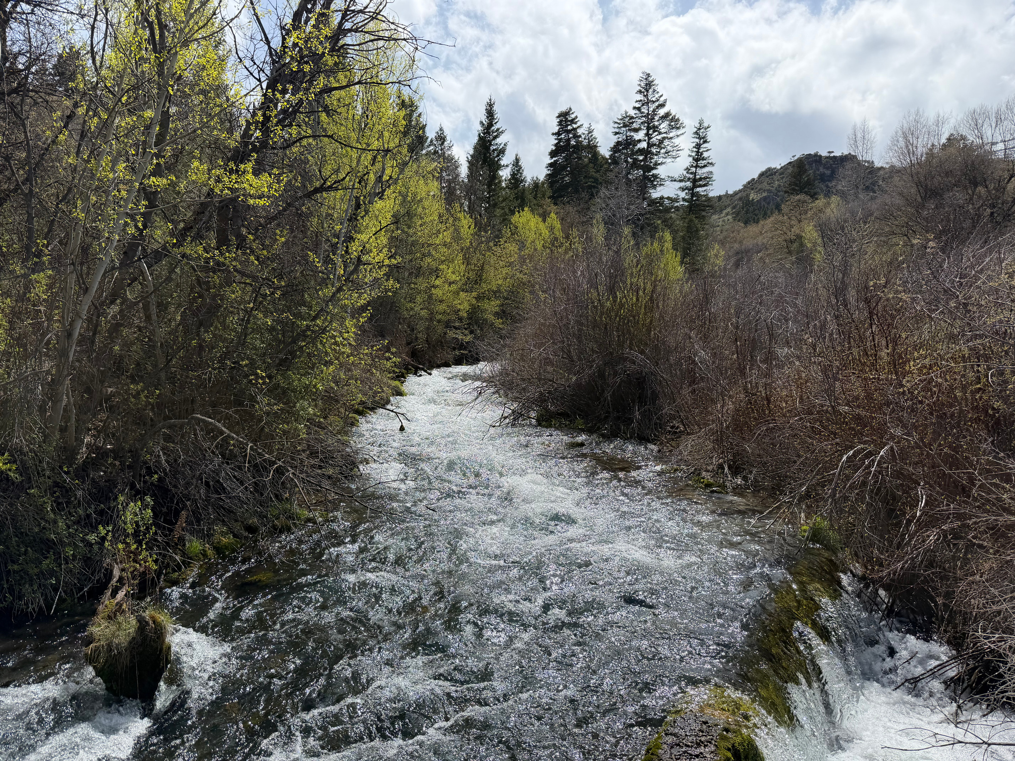 SWAN CREEK SPRING SUB - Land