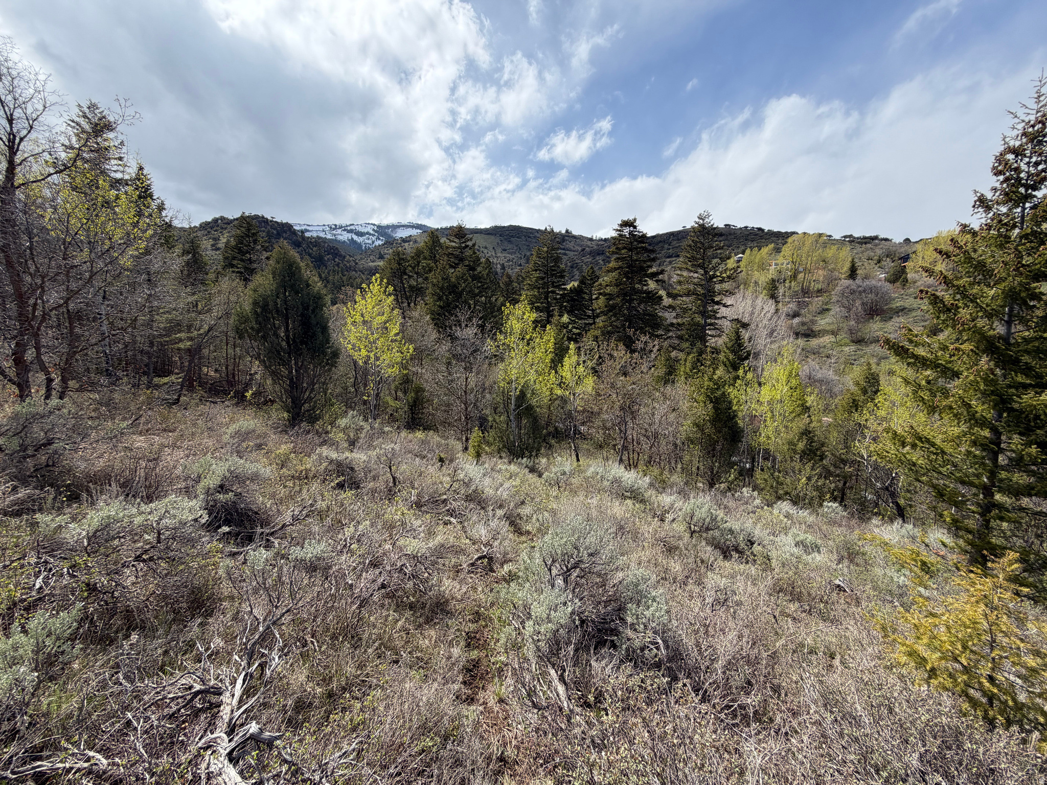 SWAN CREEK SPRING SUB - Land