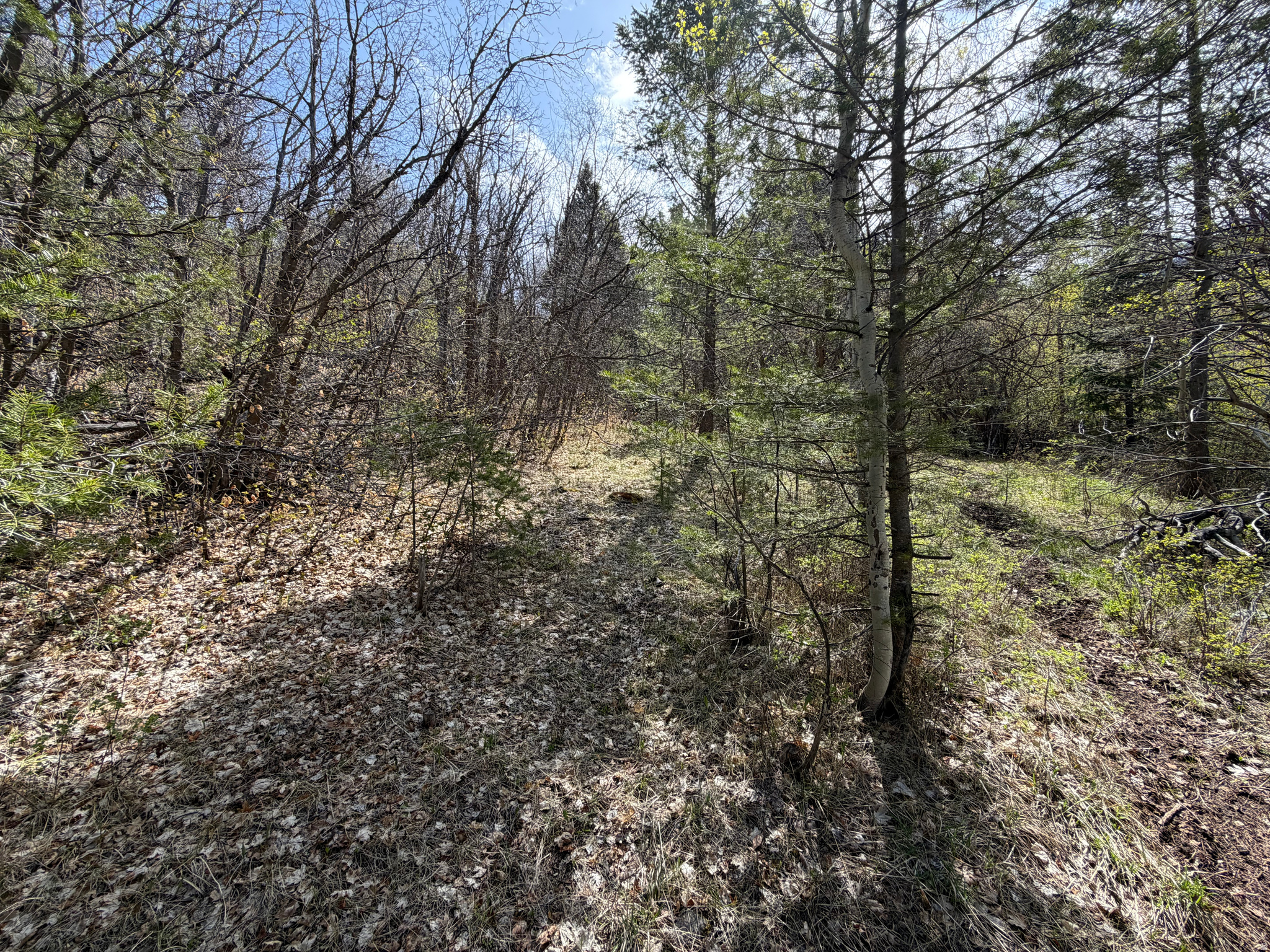 SWAN CREEK SPRING SUB - Land