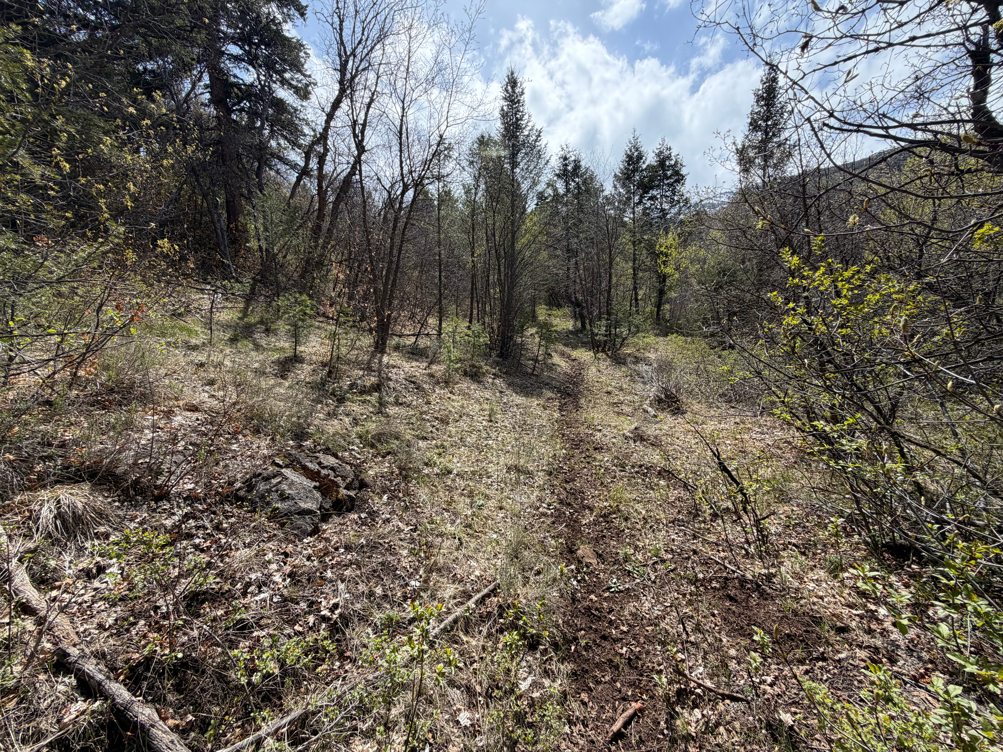 SWAN CREEK SPRING SUB - Land