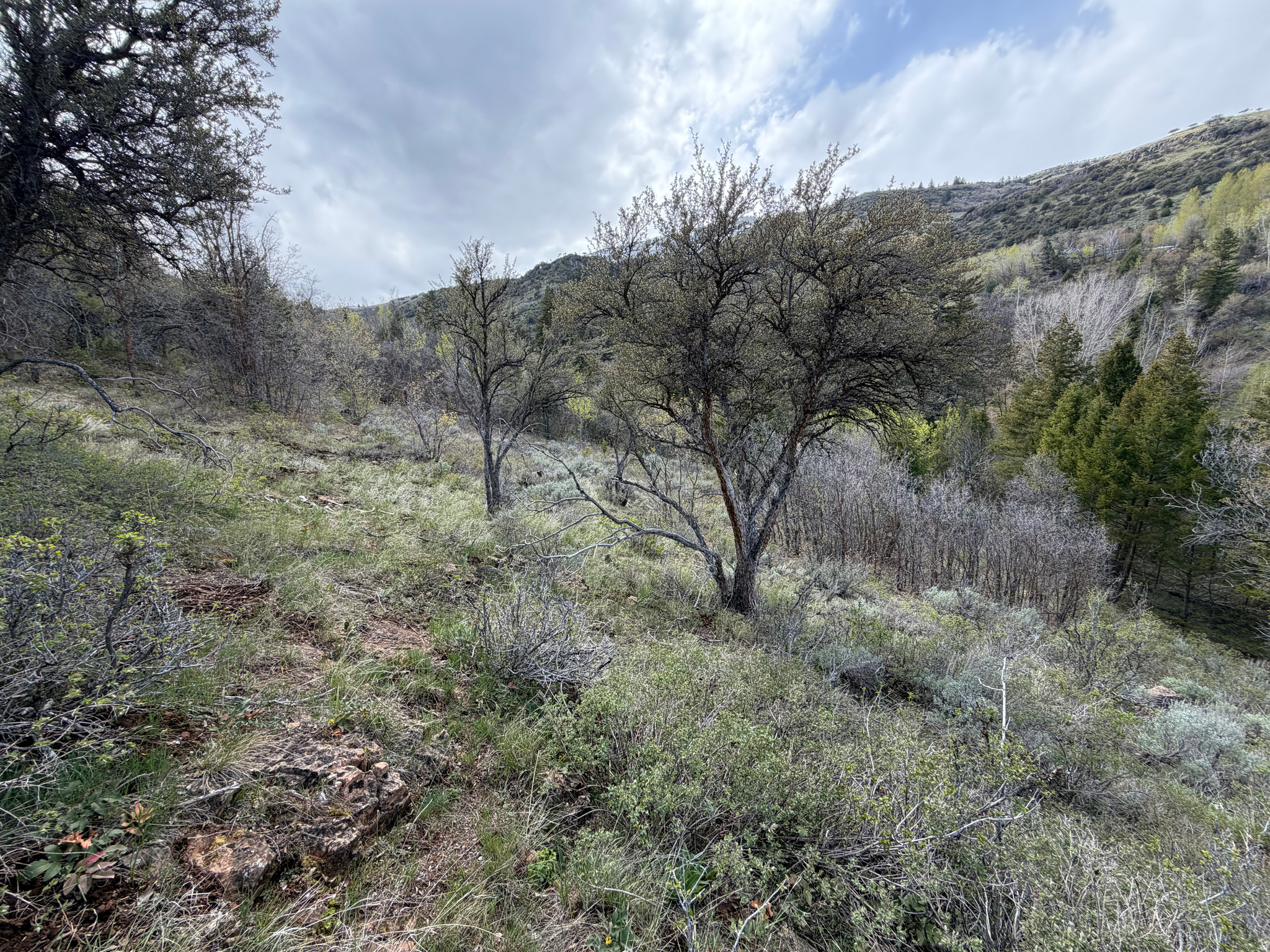 SWAN CREEK SPRING SUB - Land