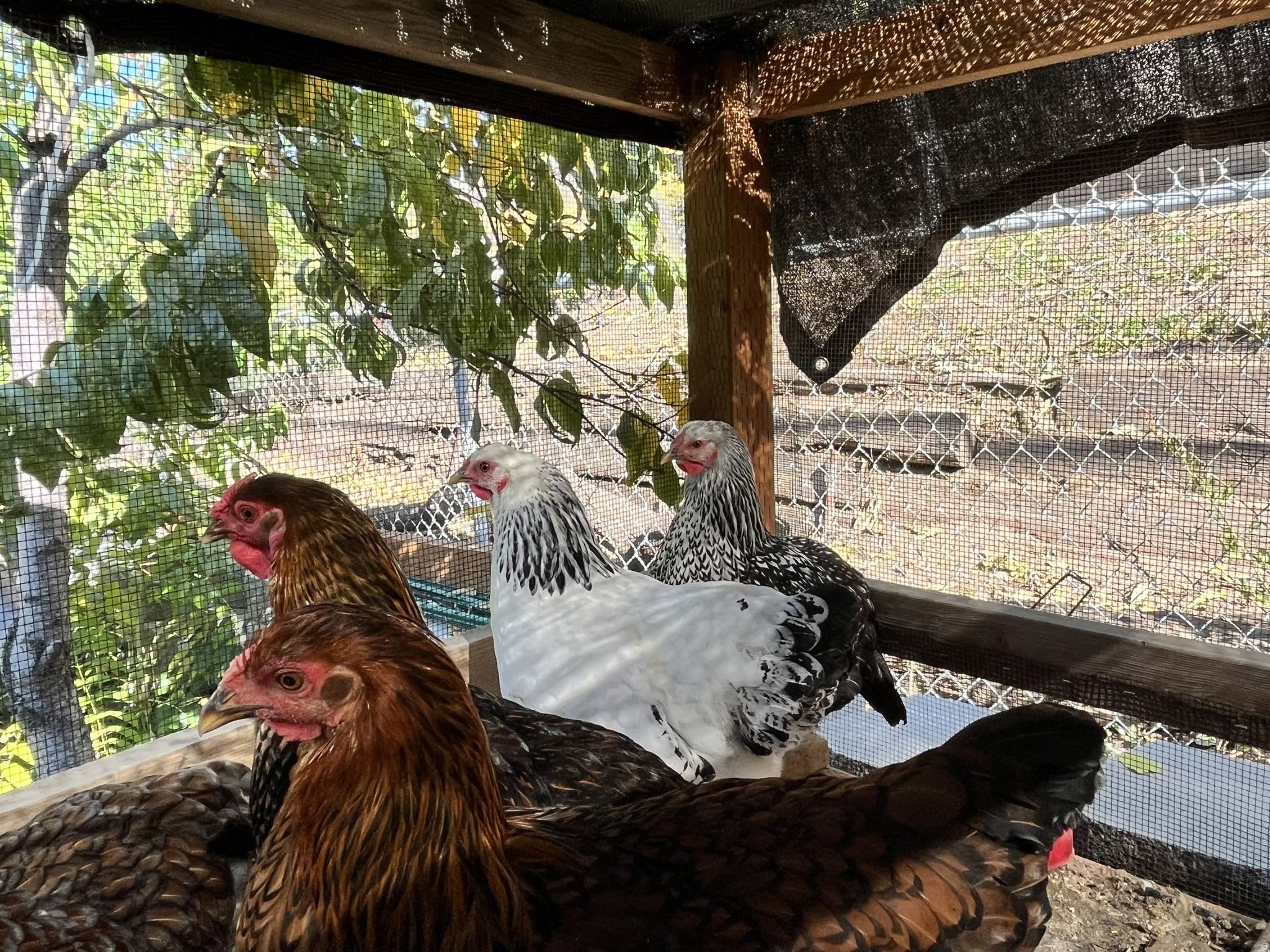 COUNTRY HEIGHTS SUB - Residential