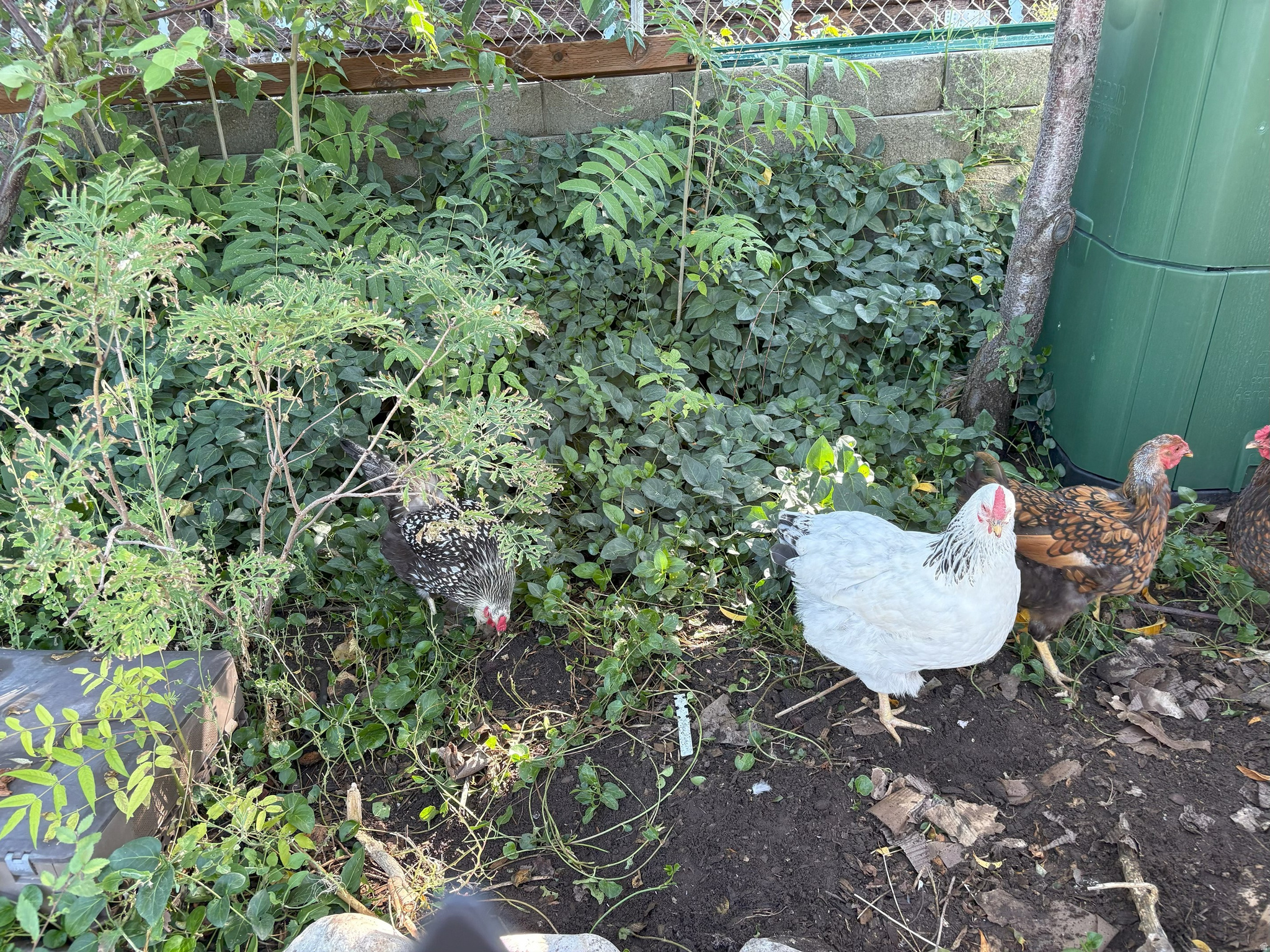 COUNTRY HEIGHTS SUB - Residential