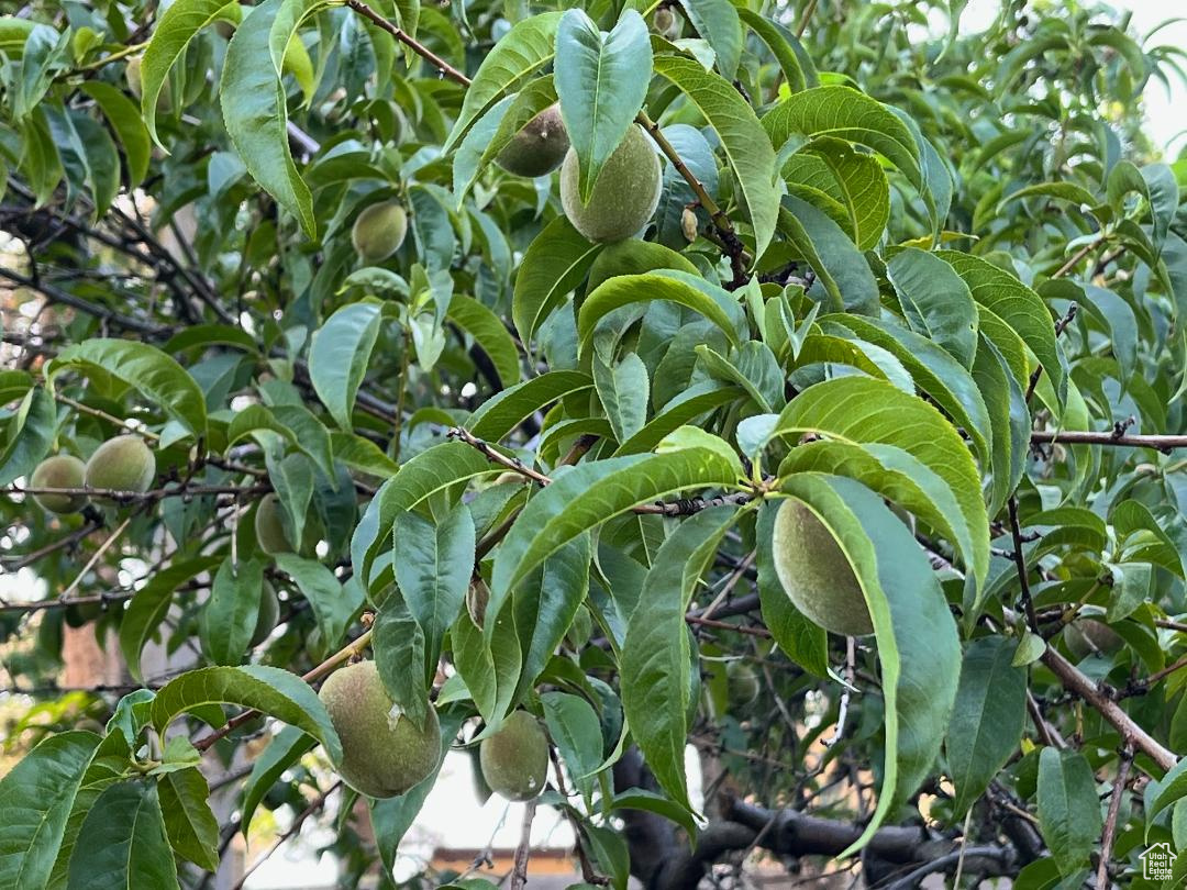 COUNTRY HEIGHTS SUB - Residential