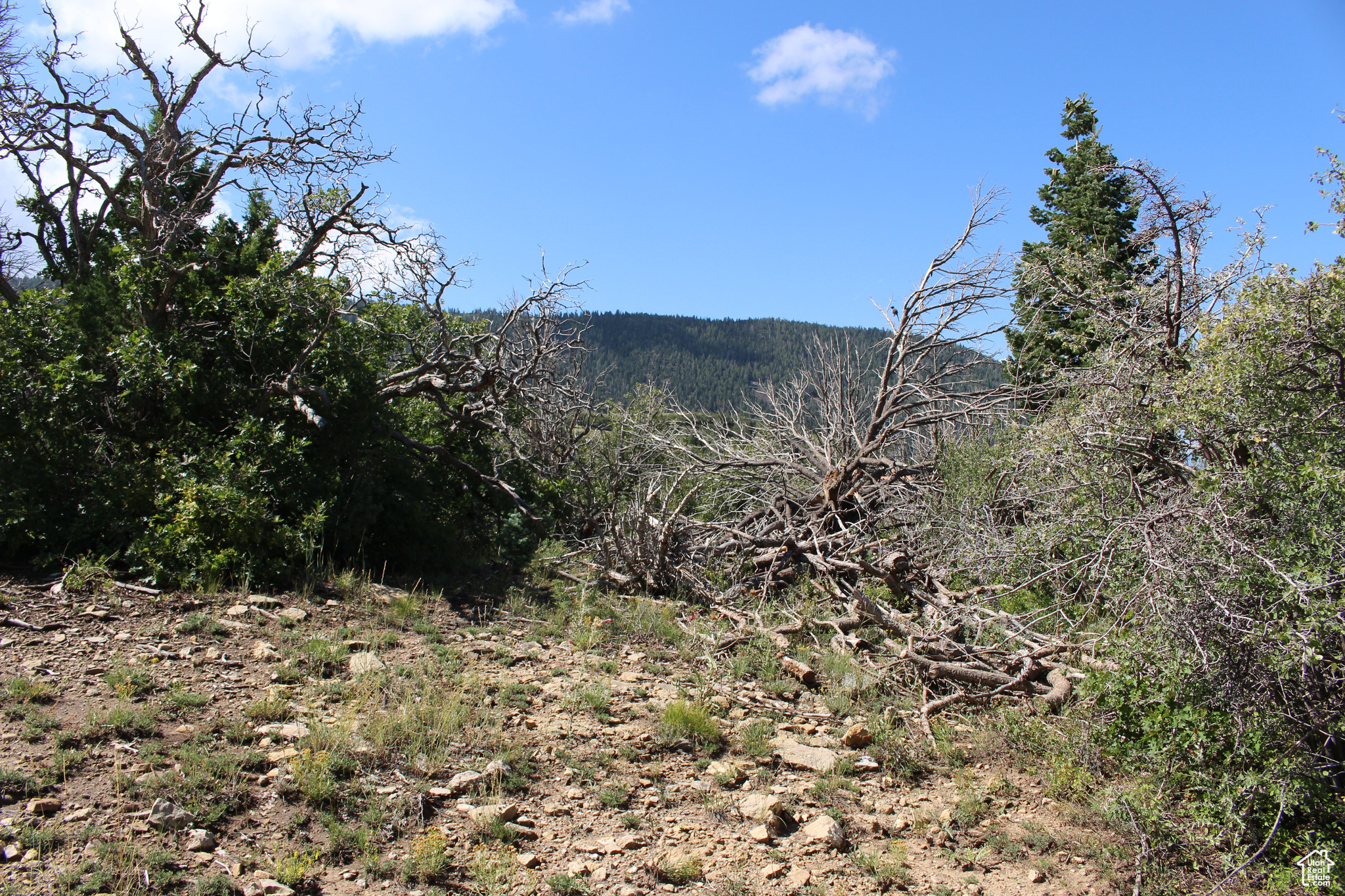 CEDAR HIGHLANDS SUBDIVISION - Land