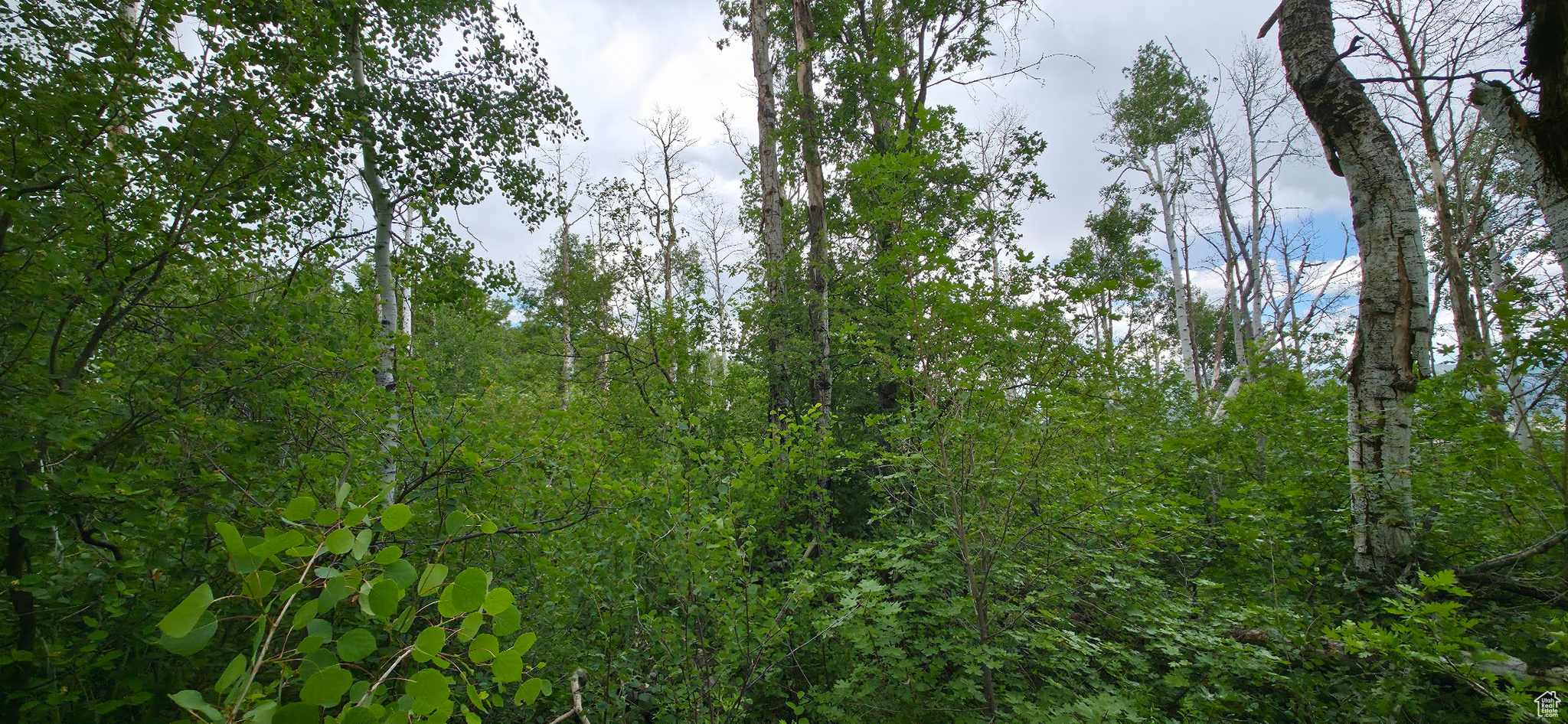 MT TABBY SPRINGS - Land