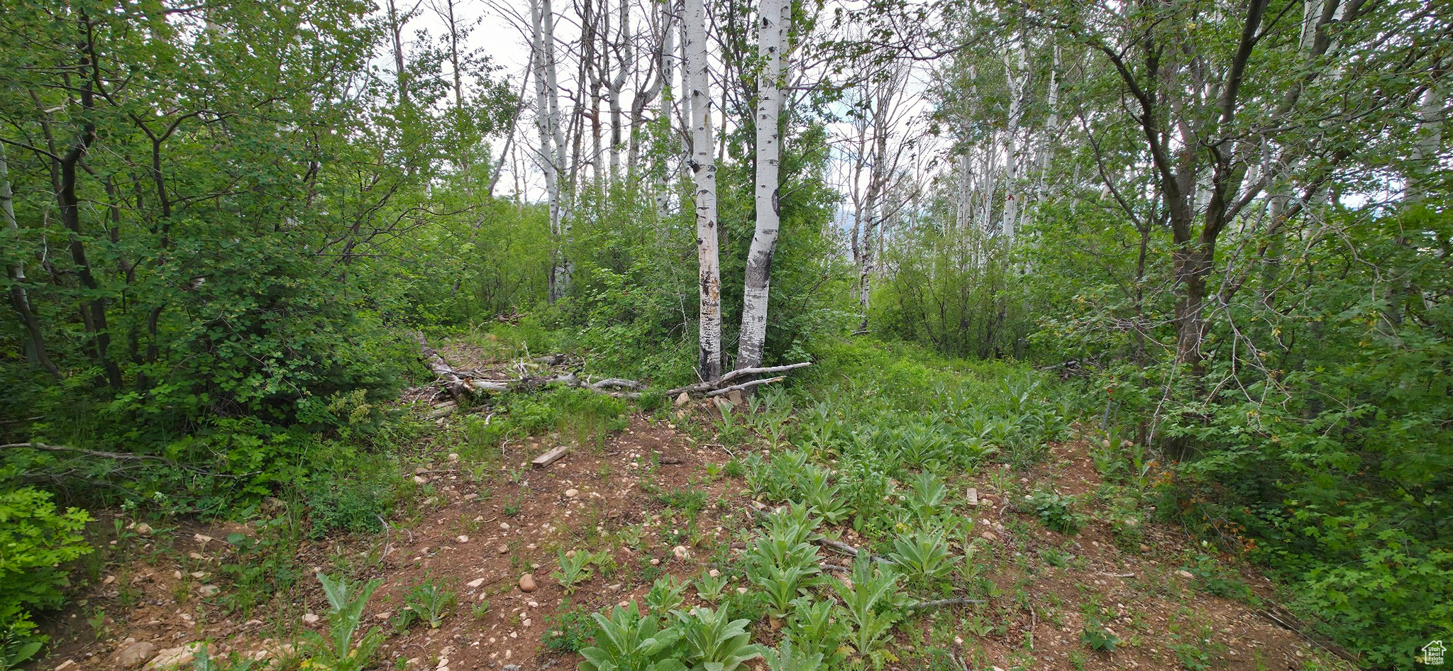 MT TABBY SPRINGS - Land