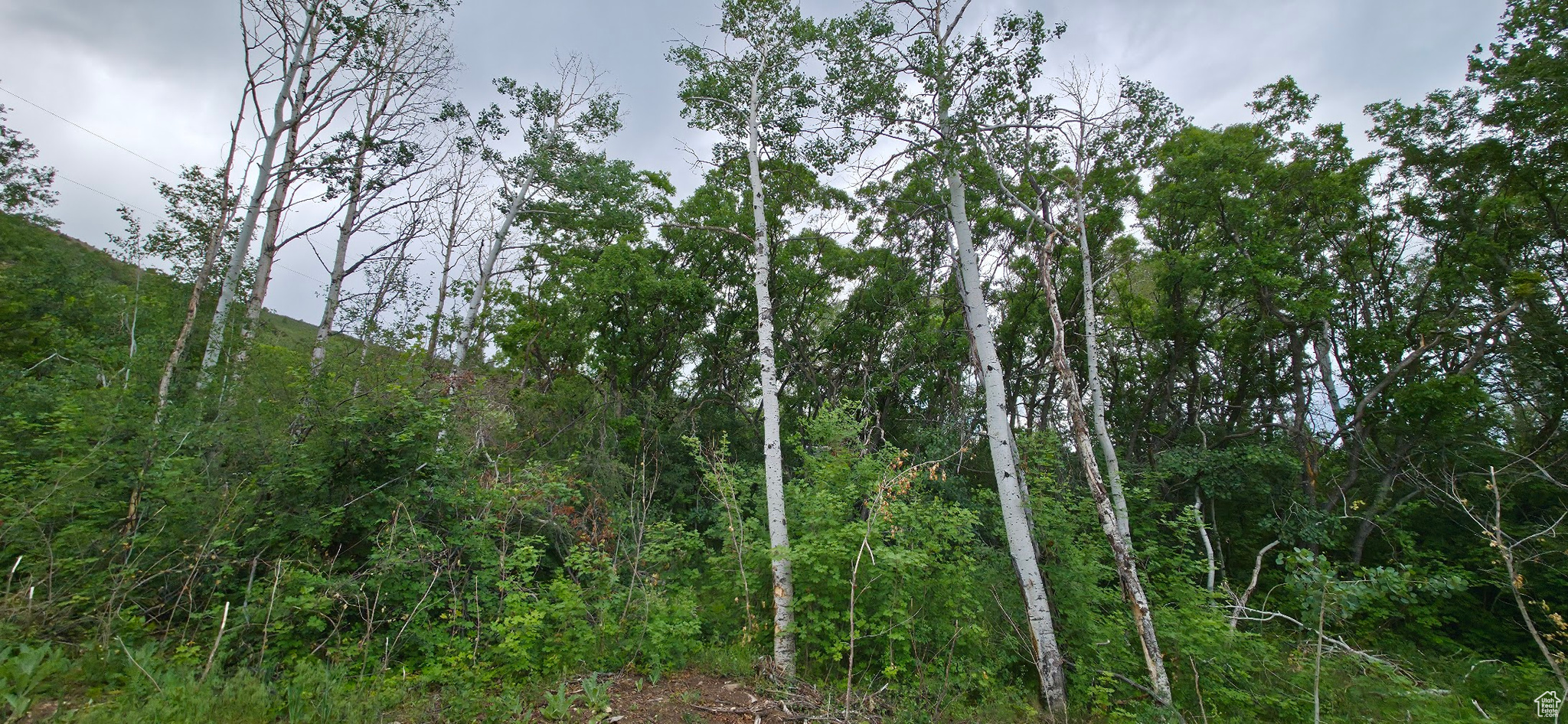 MT TABBY SPRINGS - Land