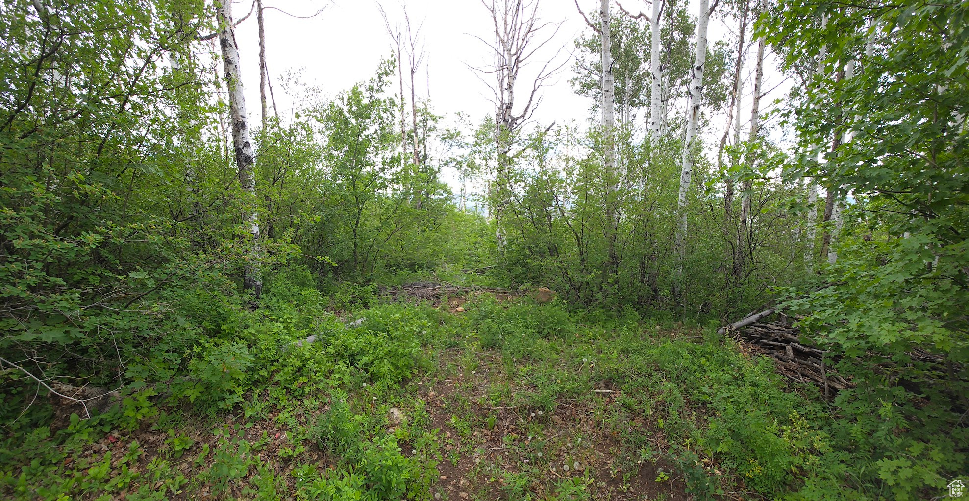 MT TABBY SPRINGS - Land