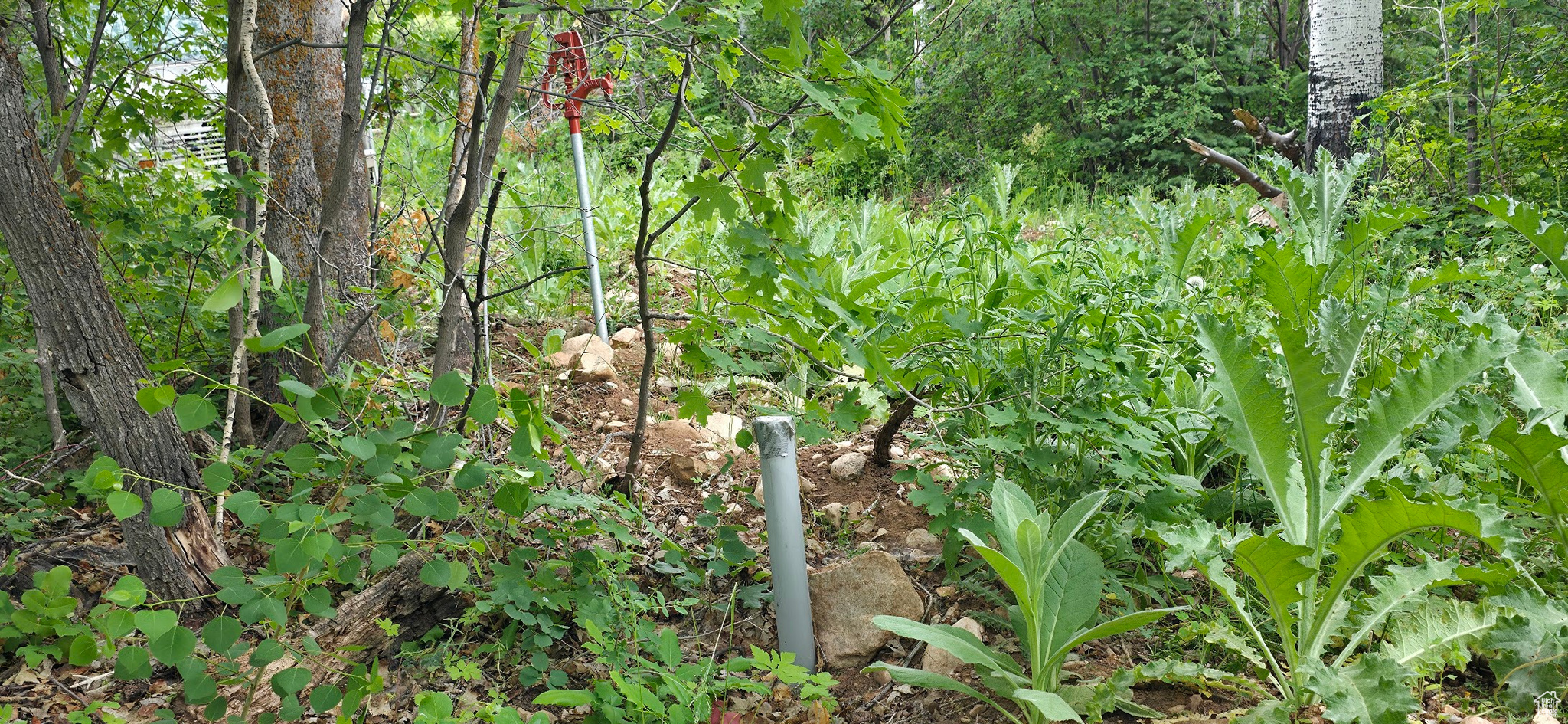 MT TABBY SPRINGS - Land