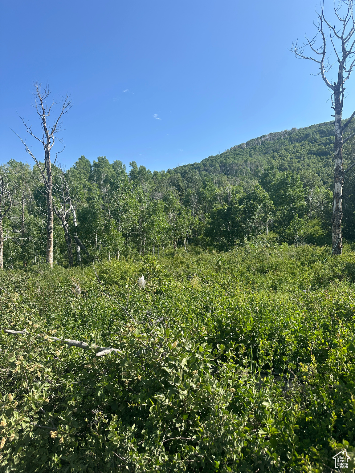 SKYLINE MOUNTAIN RESORT - Land