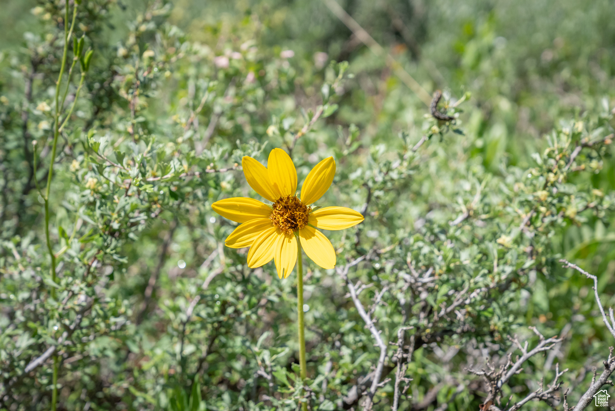 BEAR RIVER RANCHES - Land