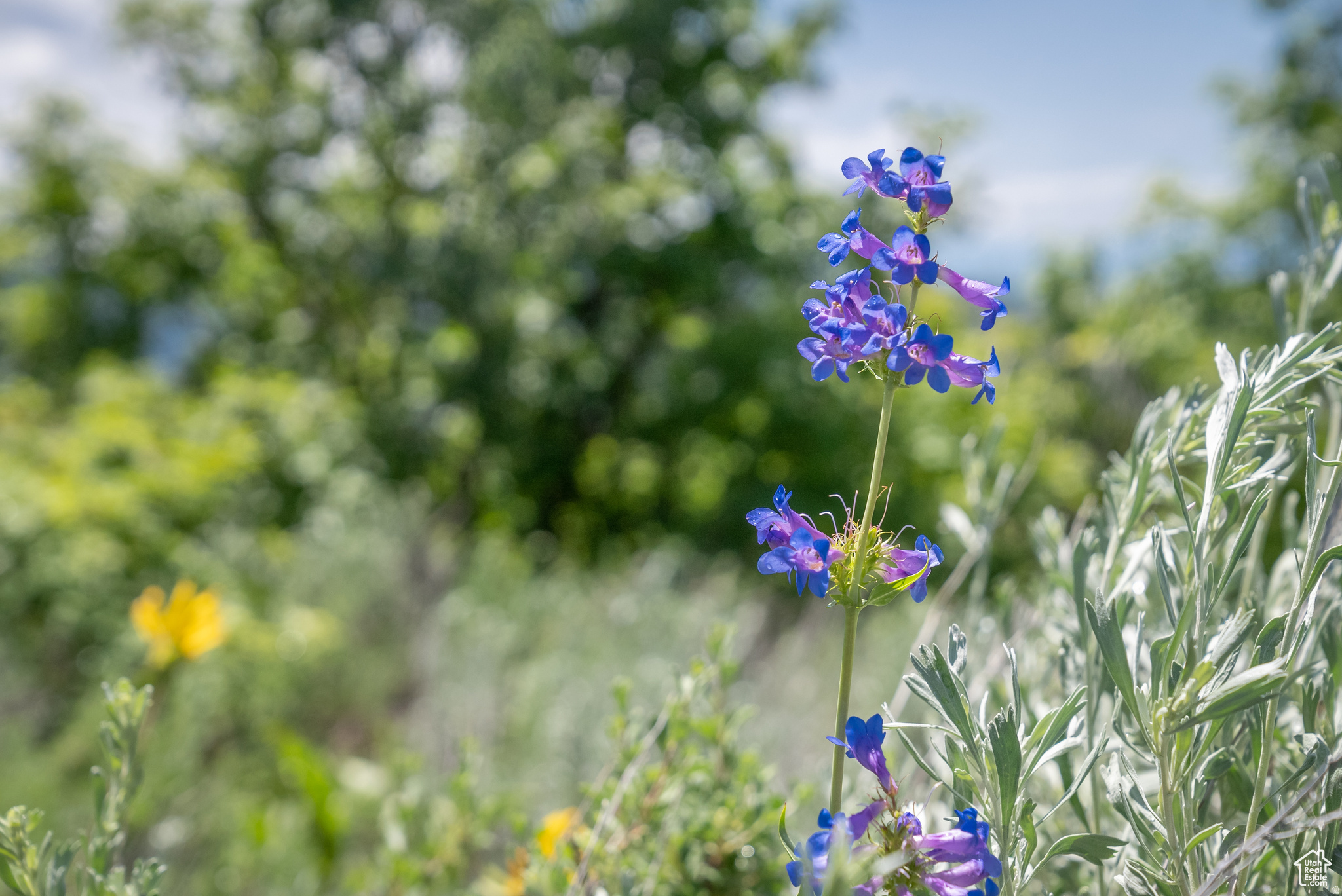 BEAR RIVER RANCHES - Land