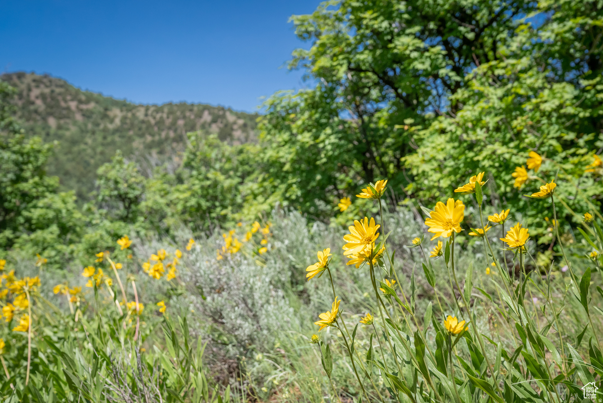 BEAR RIVER RANCHES - Land