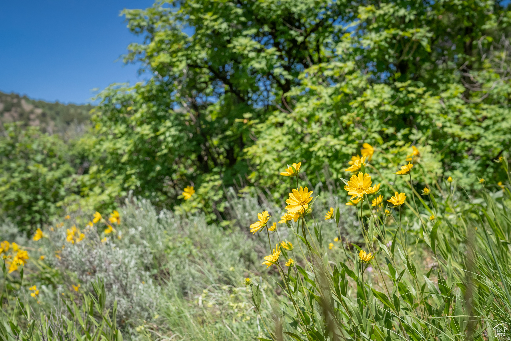 BEAR RIVER RANCHES - Land