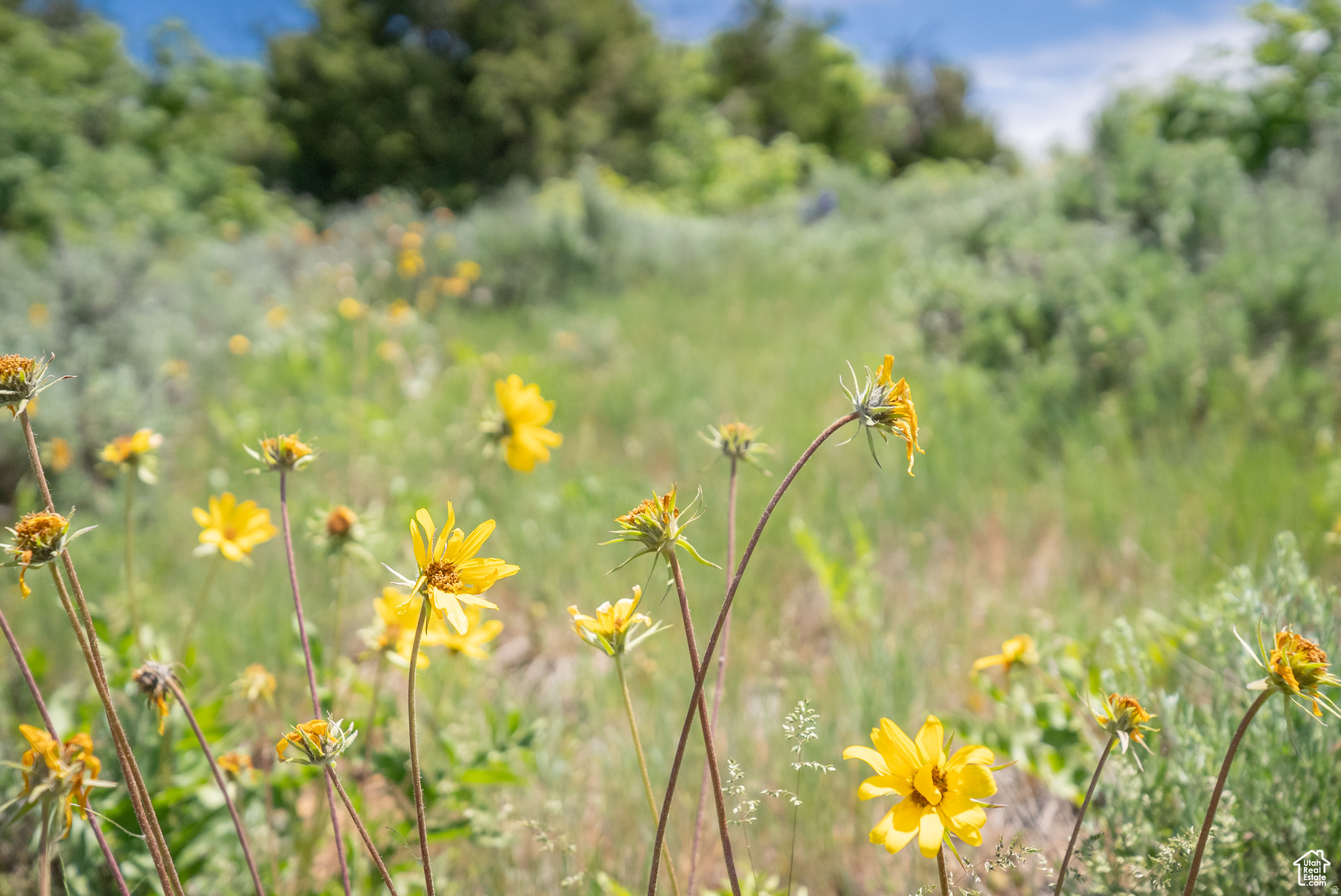 BEAR RIVER RANCHES - Land
