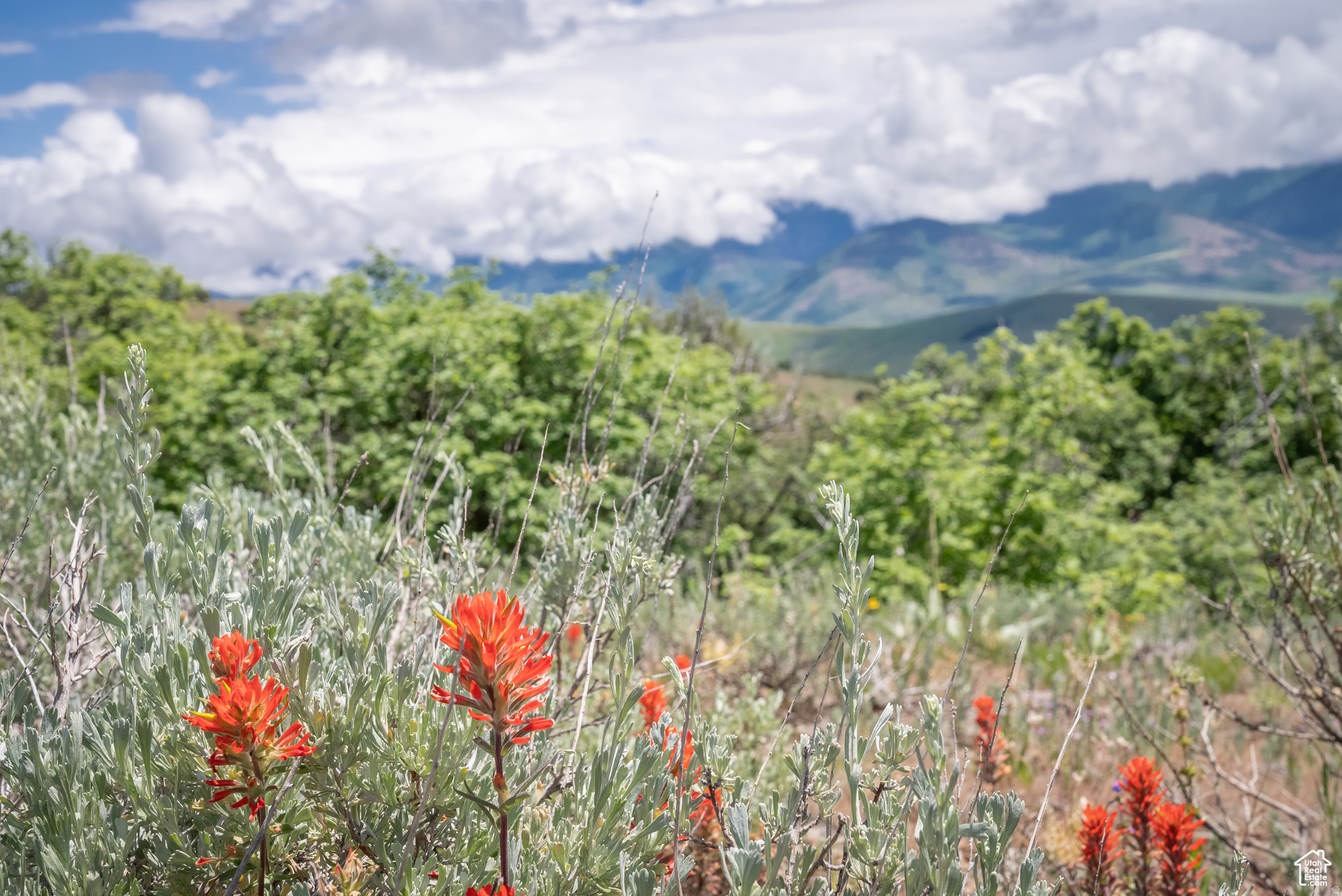 BEAR RIVER RANCHES - Land
