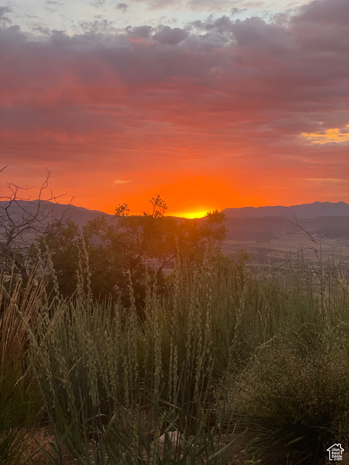 THE MEADOWS & THE HOOLOWS - Land