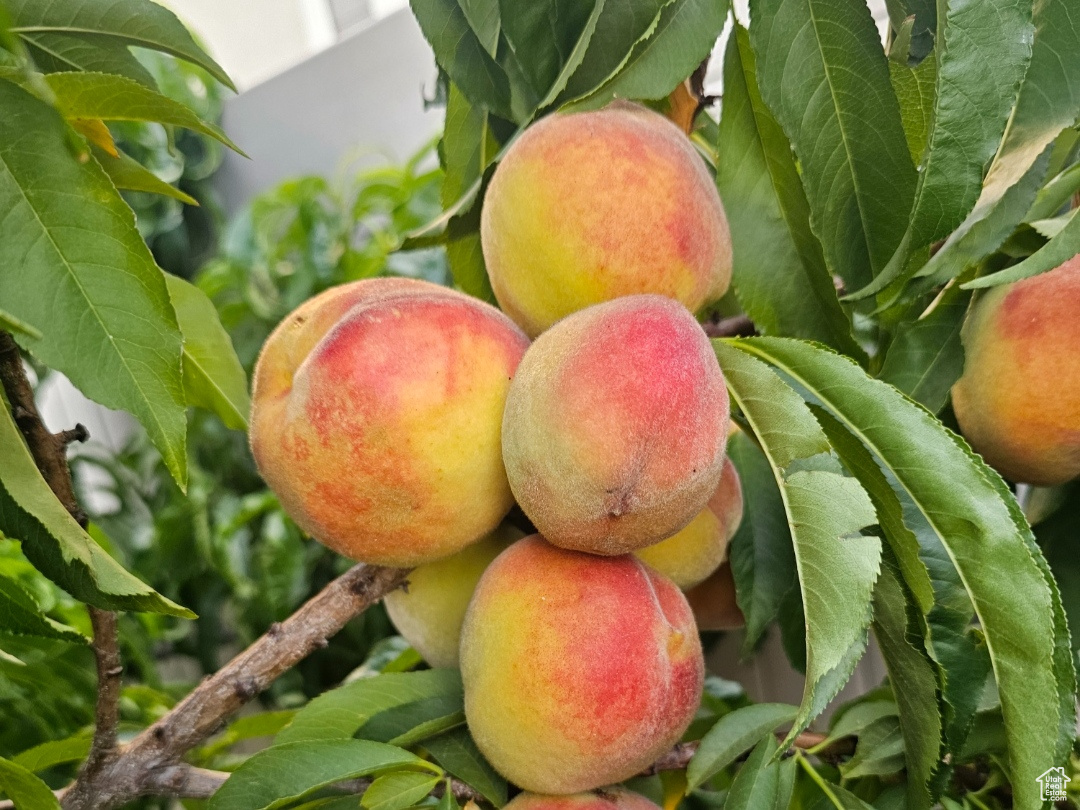 MONTEREY - Residential