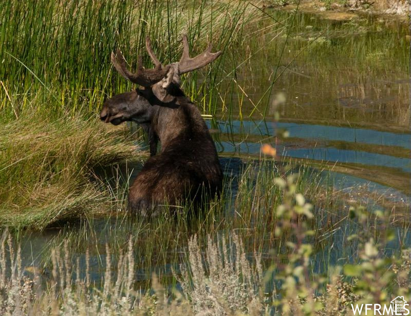 BEAR LAKE RANCHES - Land