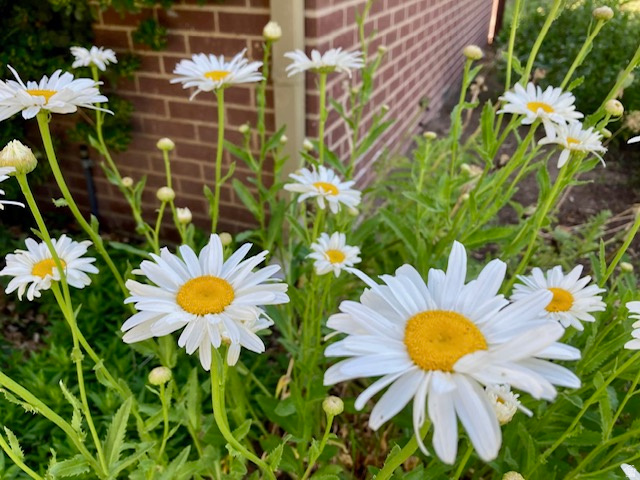 LUETTA SUB - Residential