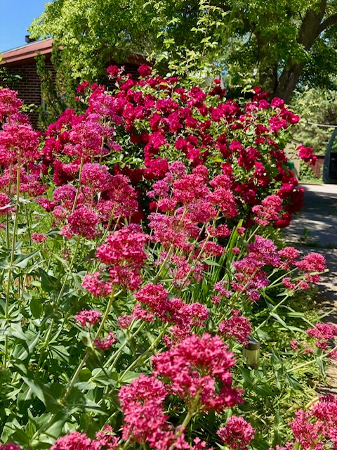 LUETTA SUB - Residential