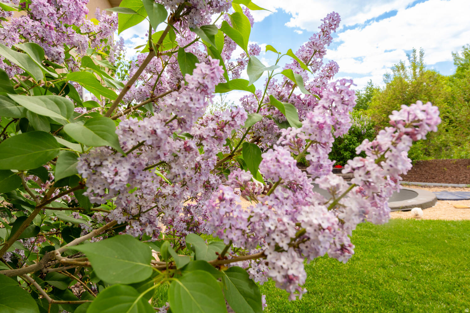 WILD WILLOW SUB - Residential