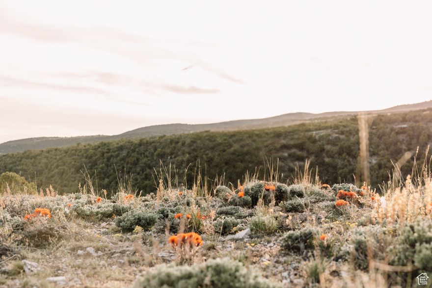 What a rare find! Over 200 acres on Taylor Mountain, surrounded by Ashley National Forest, BLM and State Trust Lands property. Water rights included. Address for 030740001 is 9375 N 2500 W. More property available from the same seller-MLS #2083738 is 71.87 acres and MLS #2083741 is 294.54 acres with water rights.