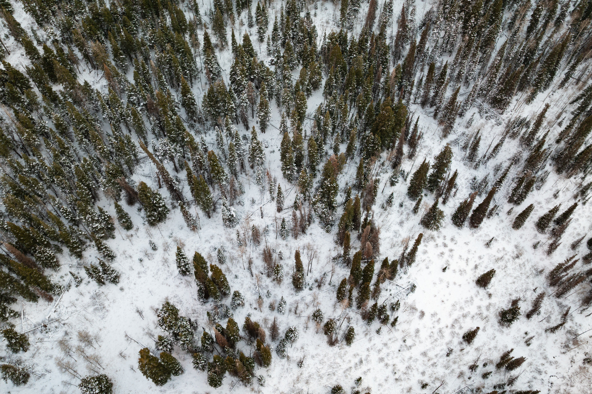 PINE MEADOWS - Residential