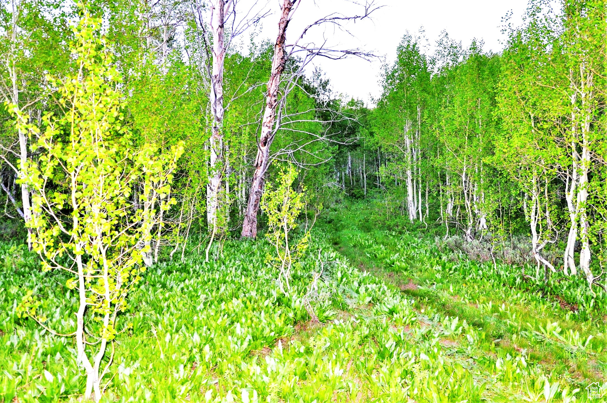 Middle Fork Rd, Huntsville, Utah image 12