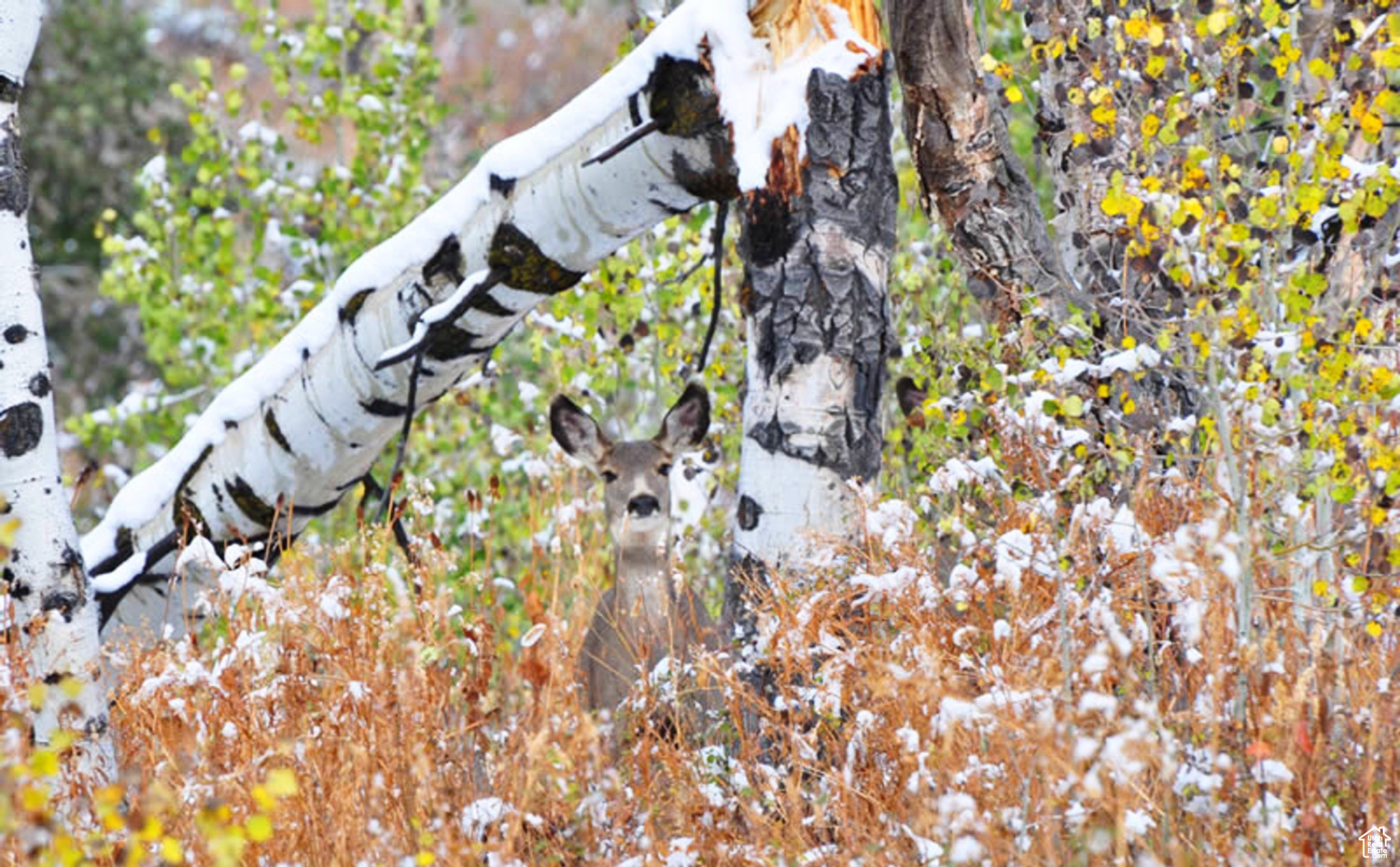 Middle Fork Rd, Huntsville, Utah image 15