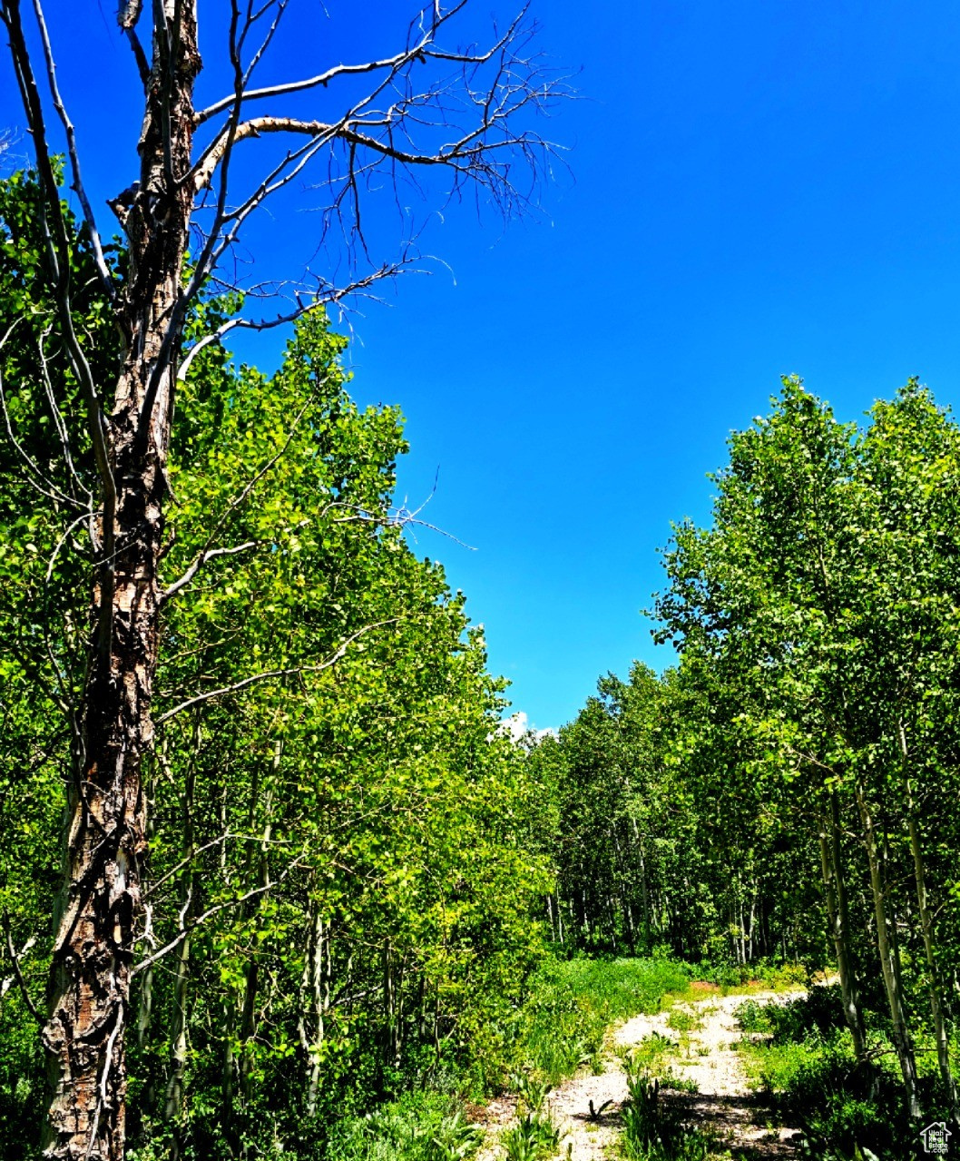 Middle Fork Rd, Huntsville, Utah image 3