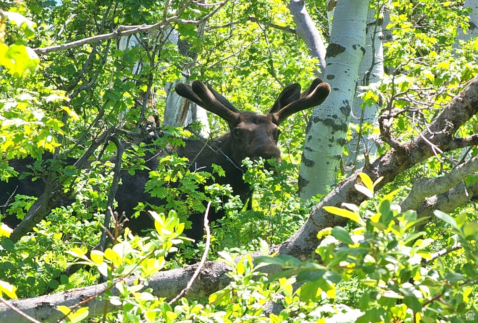 Middle Fork Rd, Huntsville, Utah image 11