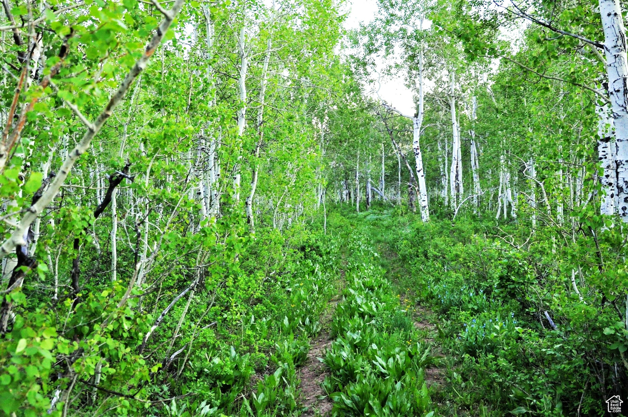 Middle Fork Rd, Huntsville, Utah image 14