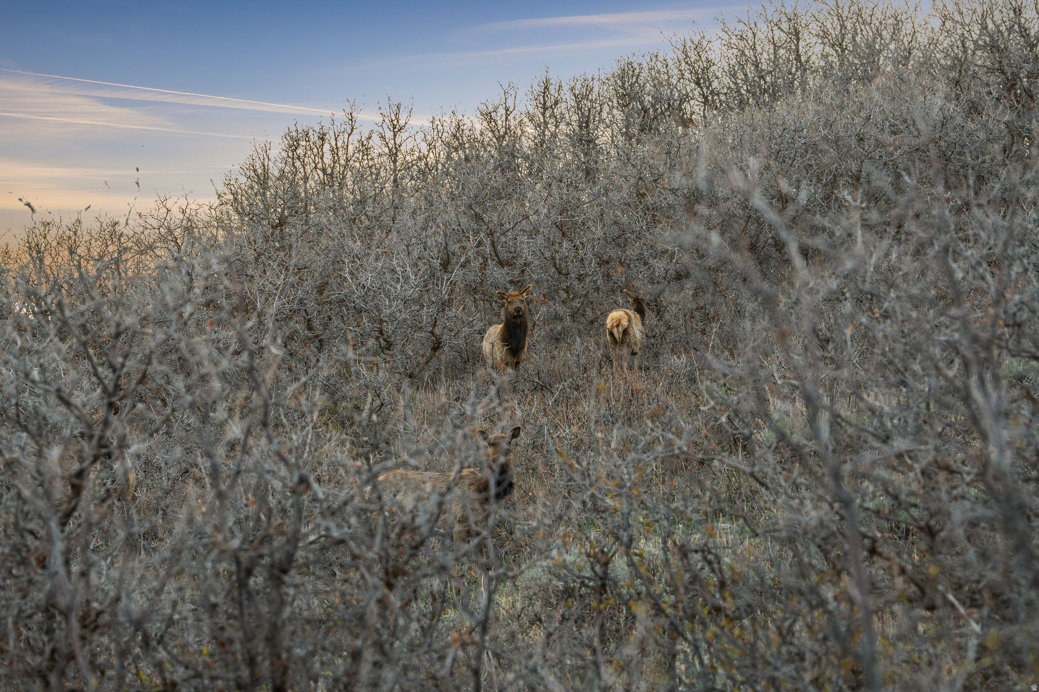 STAGECOACH ESTATES - Land
