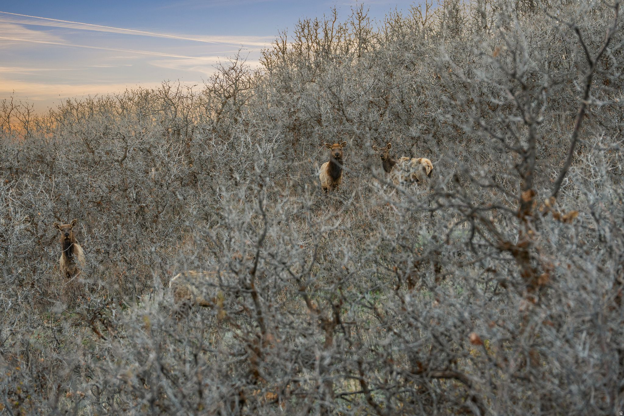 STAGECOACH ESTATES - Land