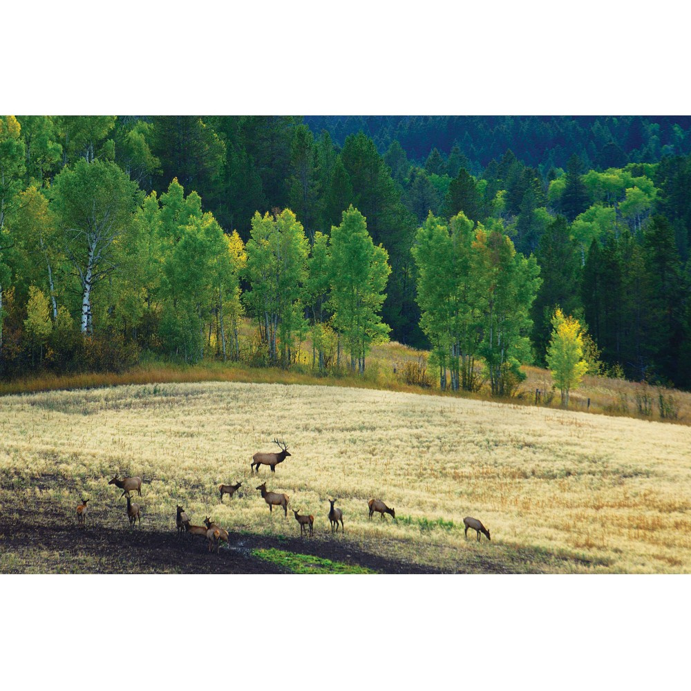 BLOCK 2 GROUSE CREEK - Land